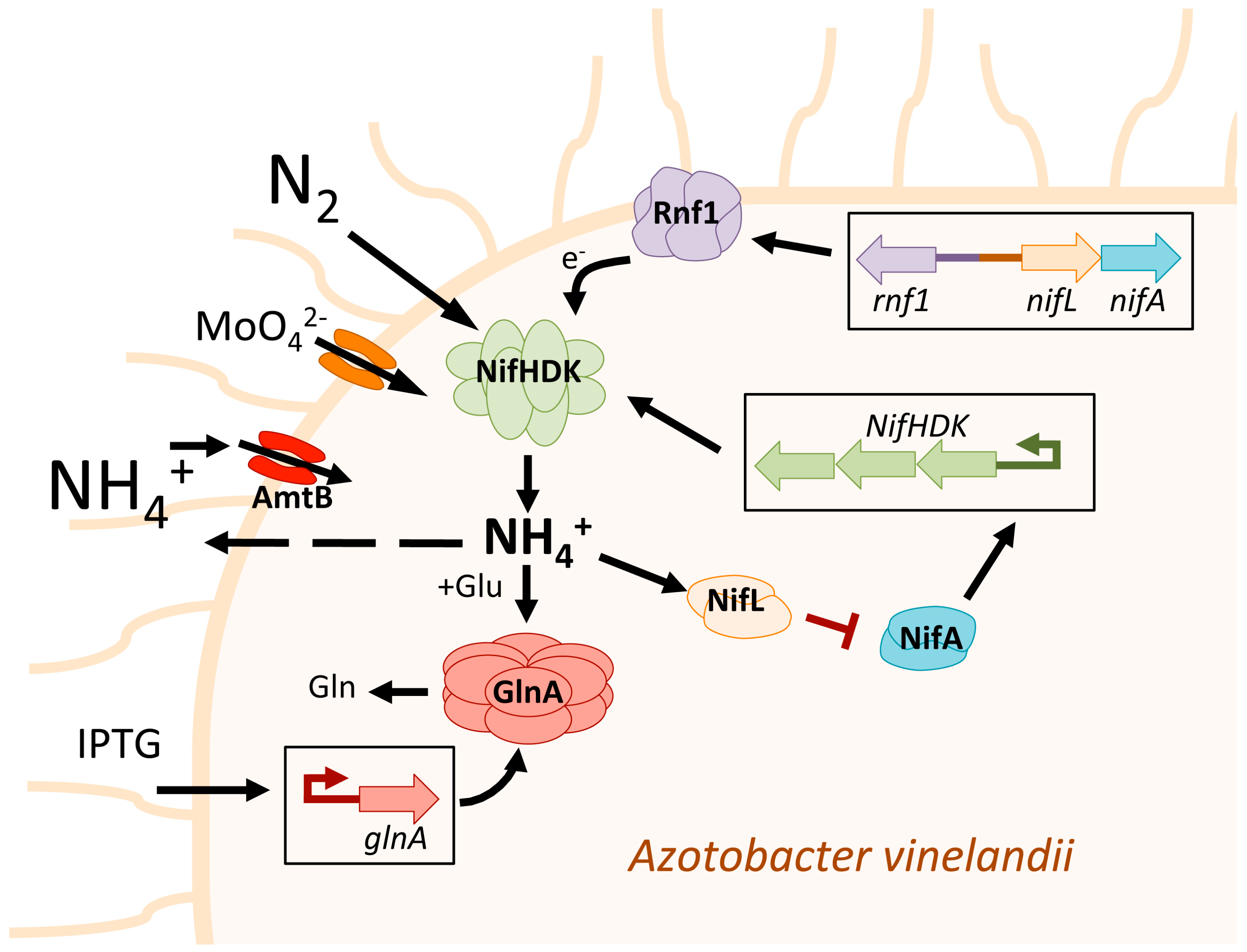 Plants 12 02476 g001