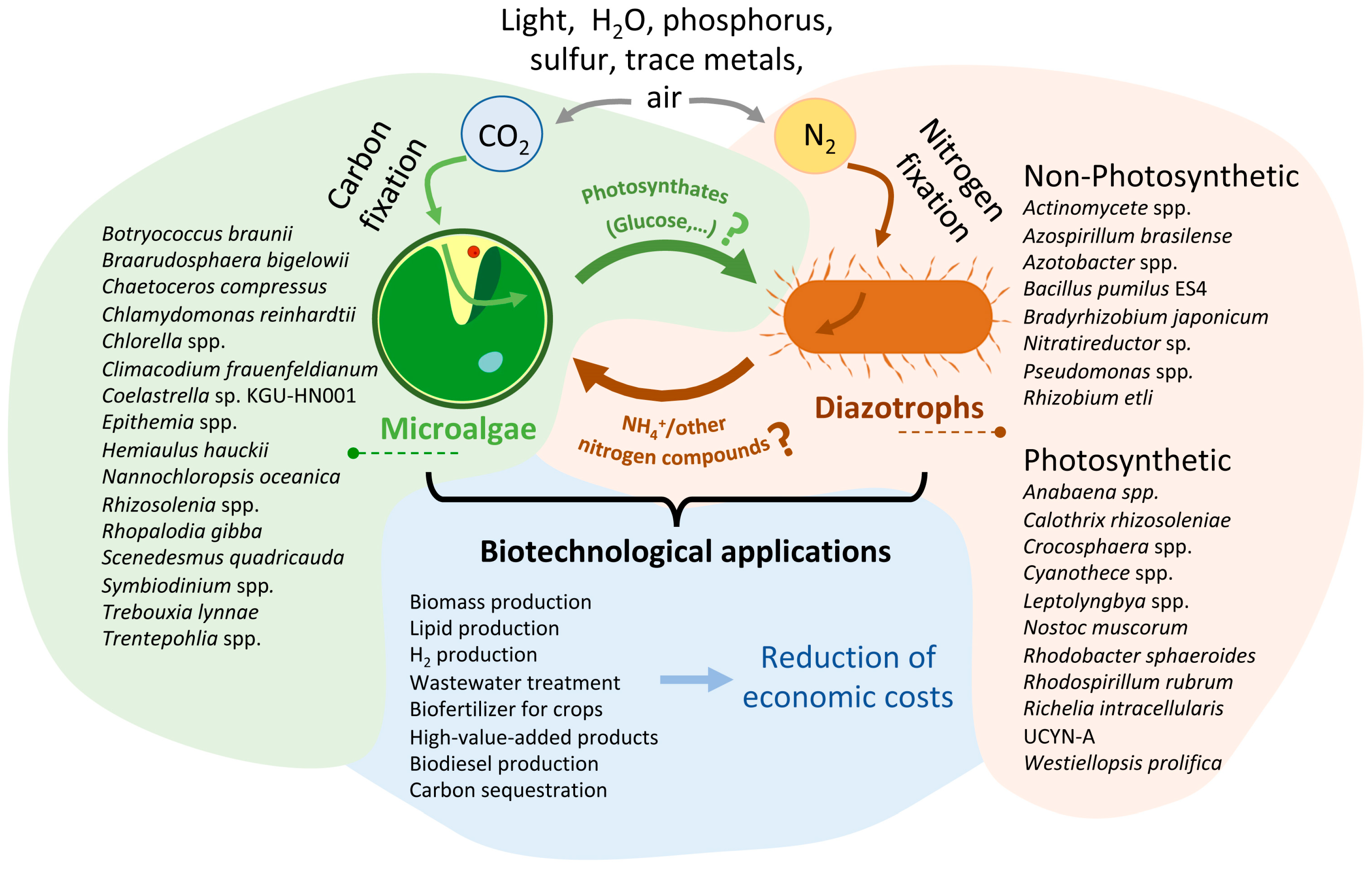 Plants 12 02476 g002