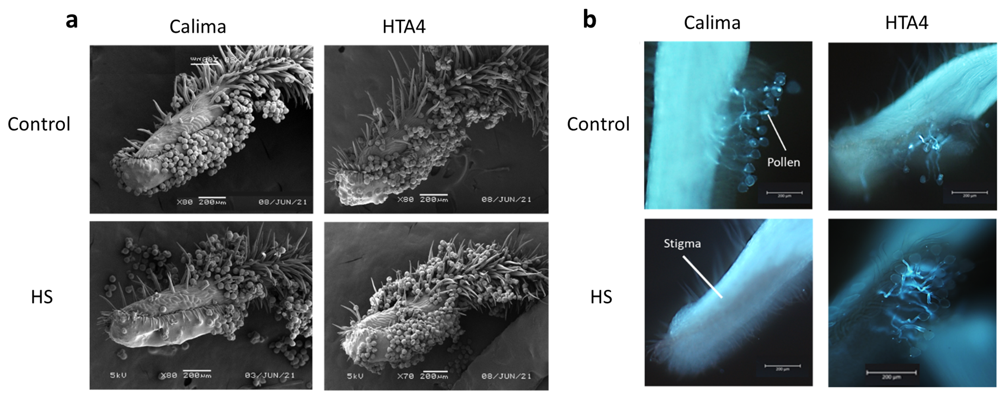 Plants 12 02491 g007