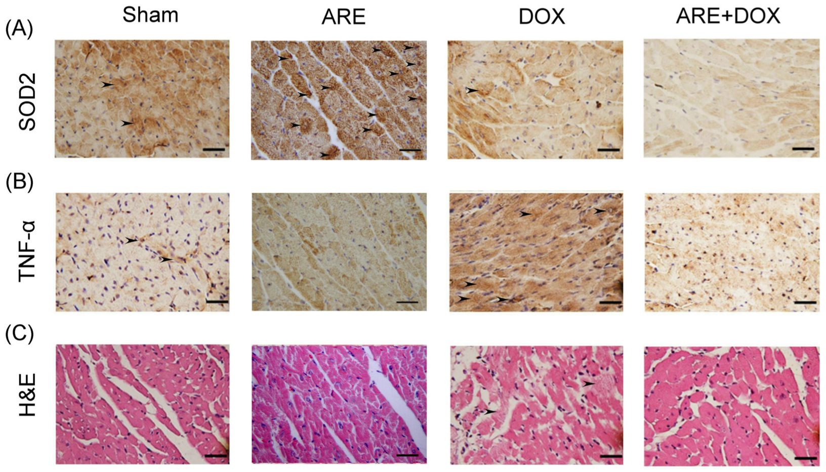 Plants 12 02494 g006