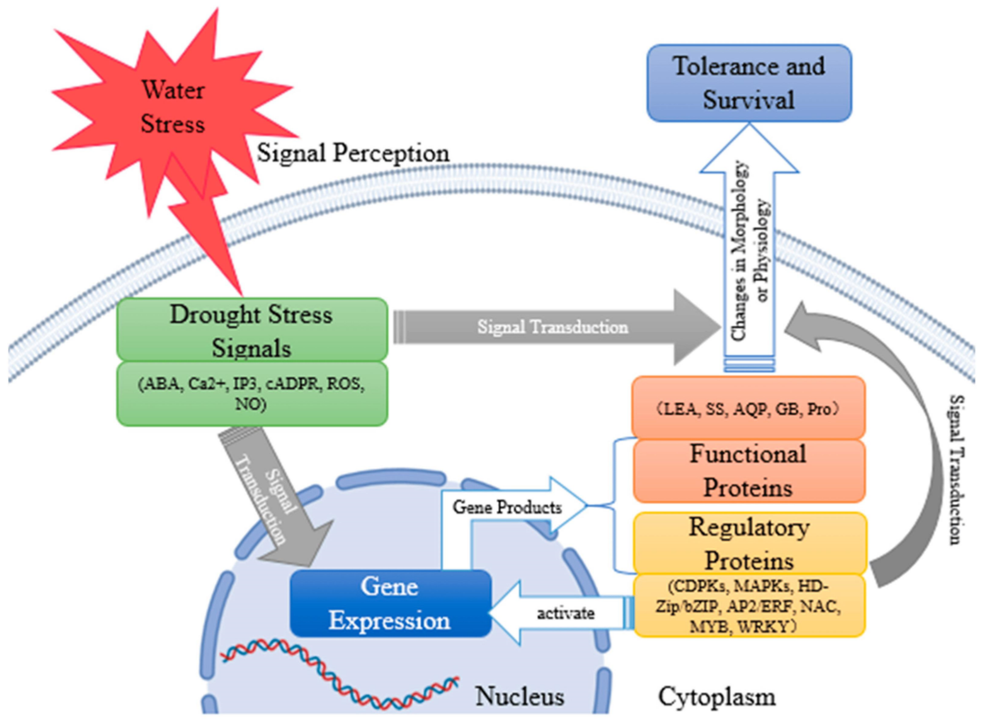 Plants 12 02516 g001