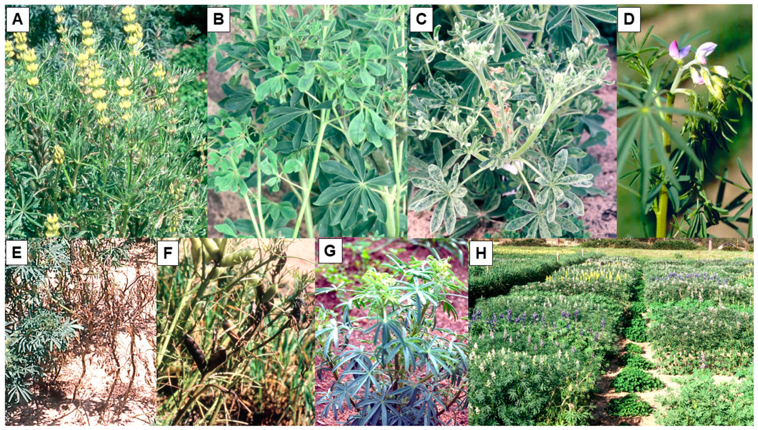 Plants 12 02521 g001 Plants 12 02521 g001