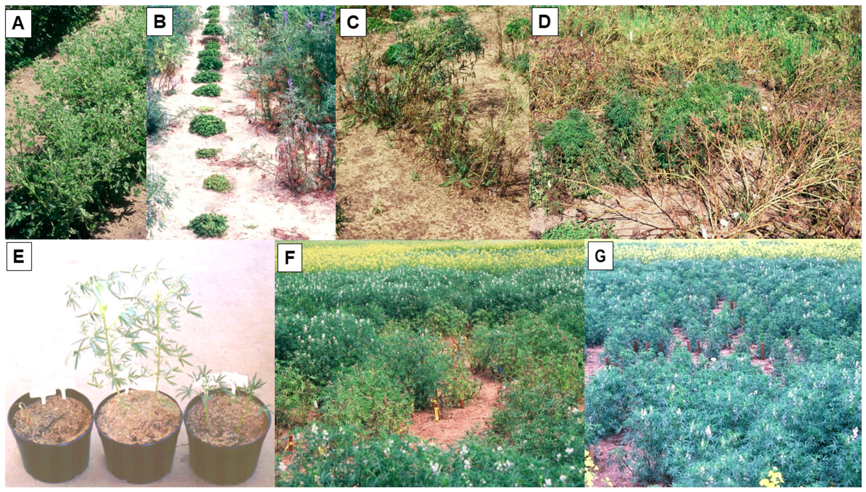 Plants 12 02521 g002 Plants 12 02521 g002