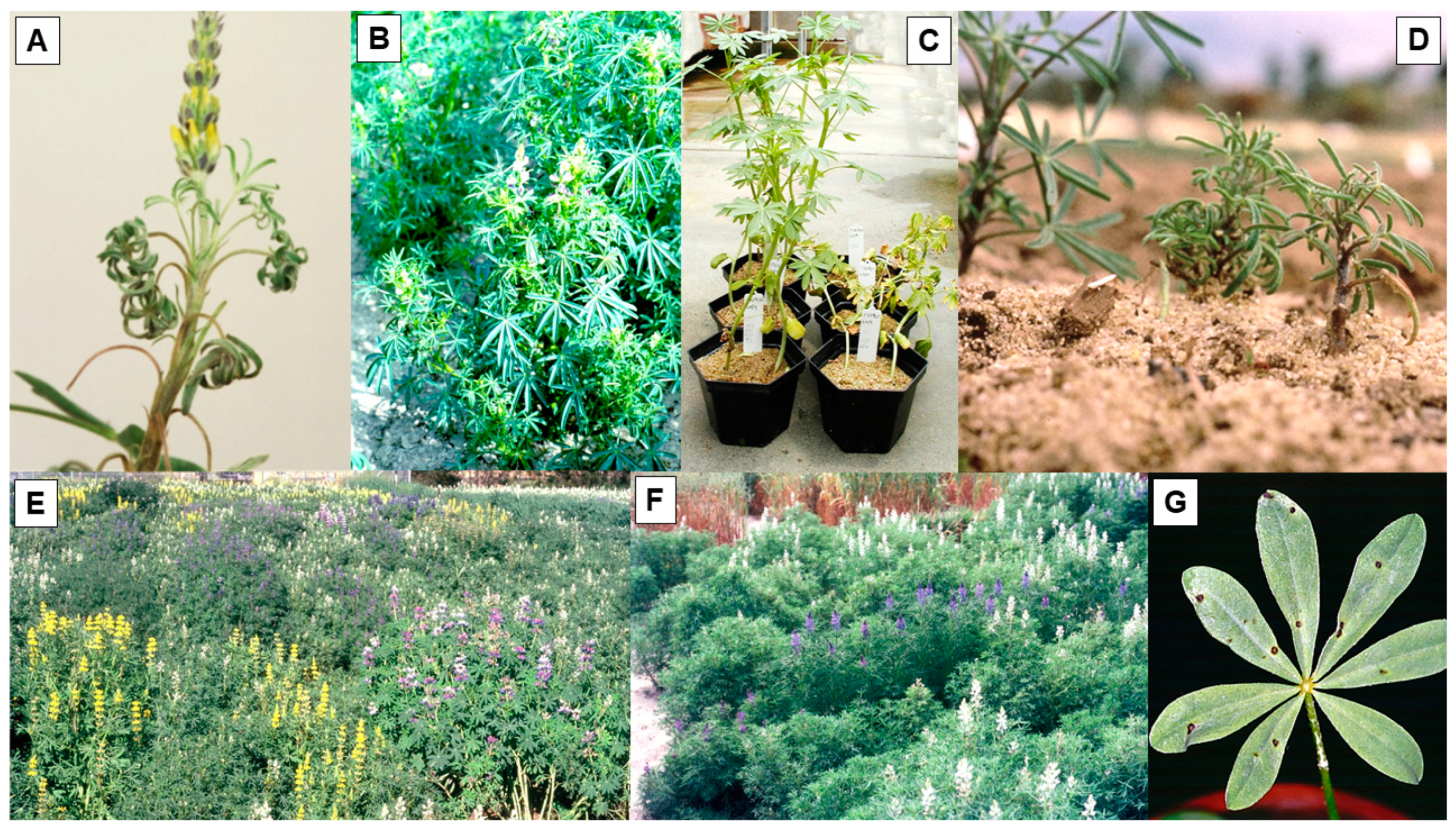 Plants 12 02521 g003 Plants 12 02521 g003