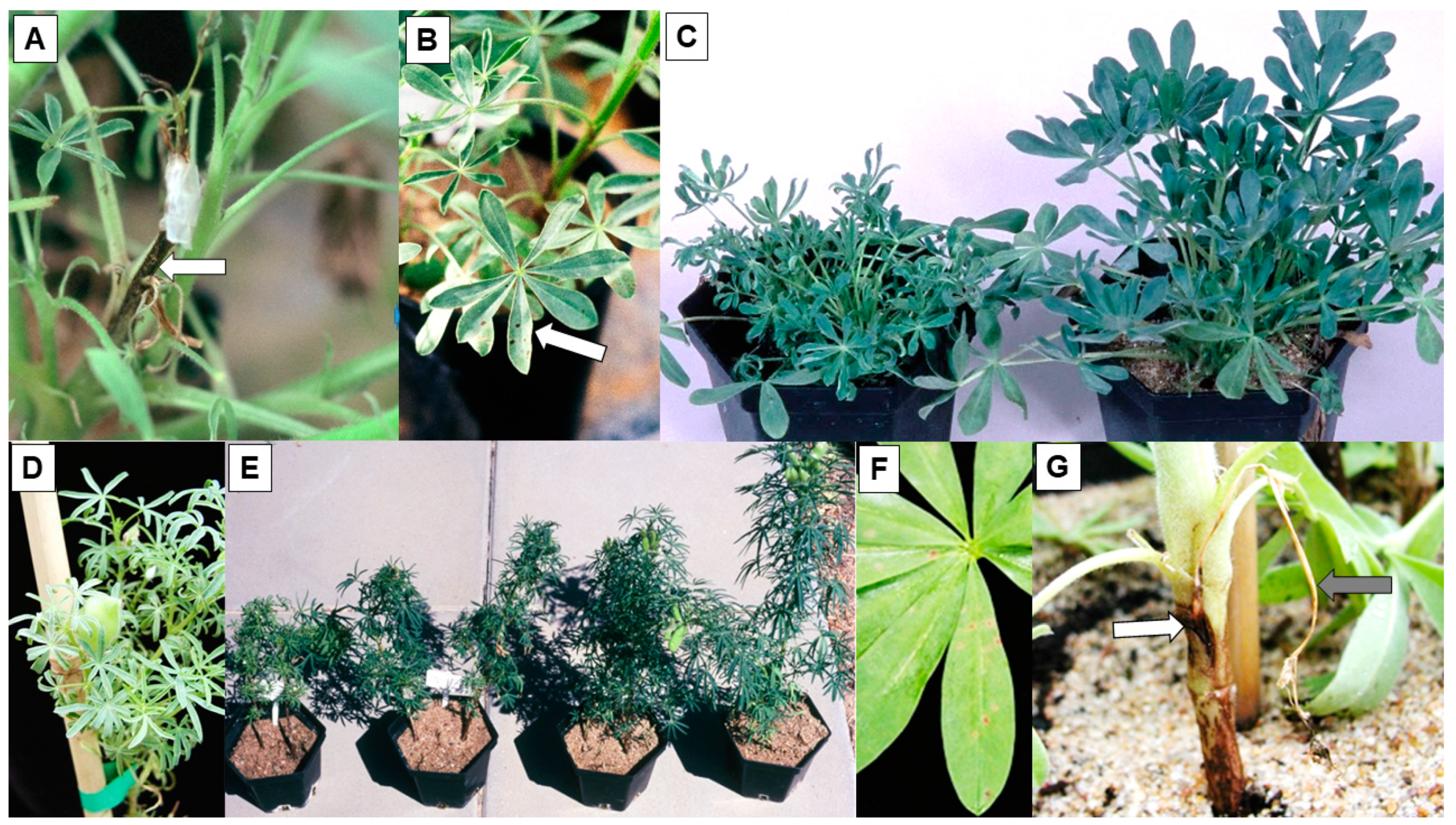 Plants 12 02521 g004 Plants 12 02521 g004