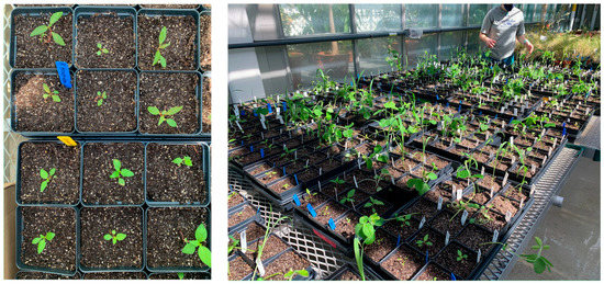 Plants 12 02522 g0a3