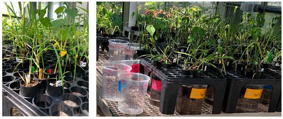 Plants 12 02522 g0a4