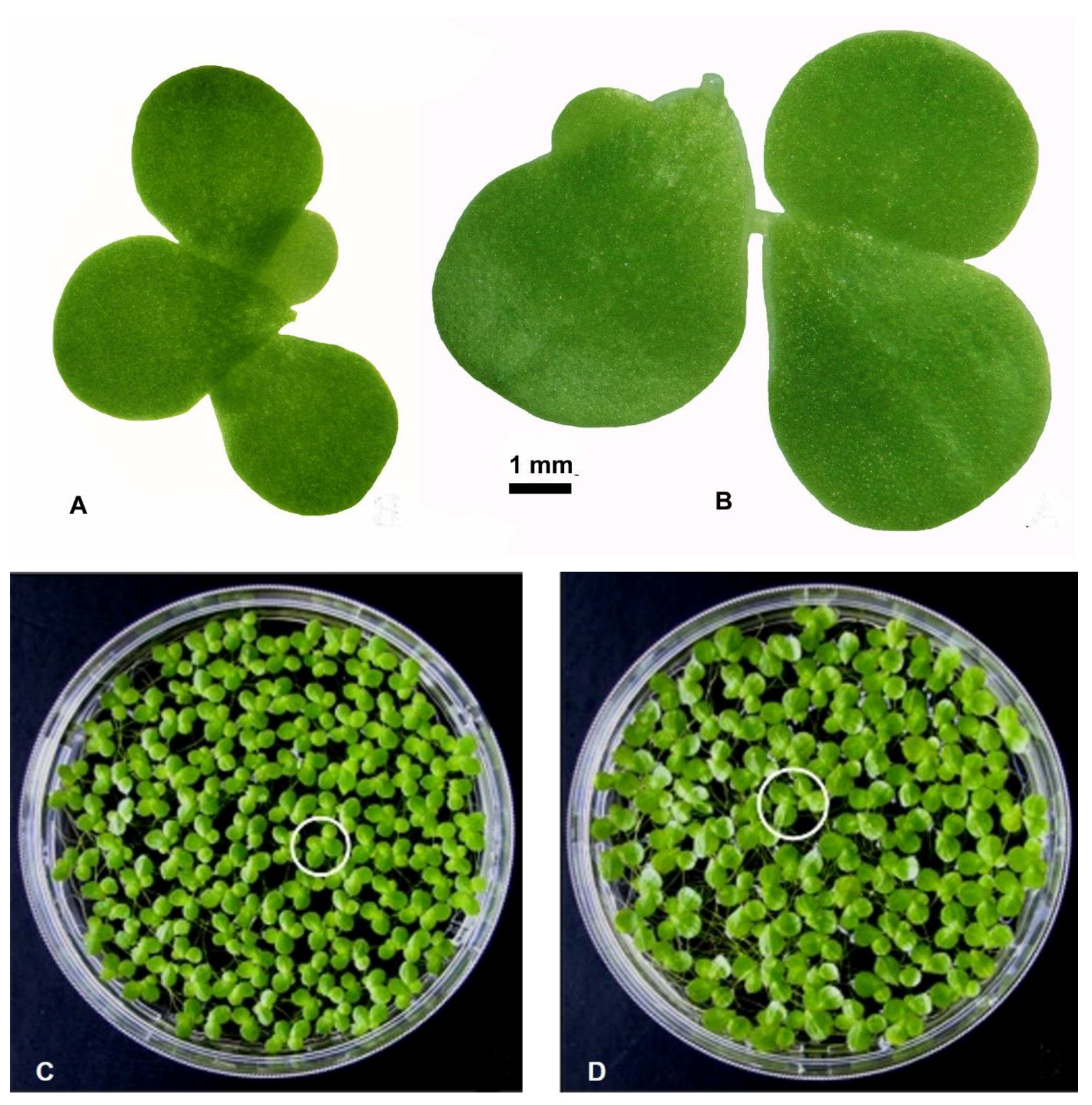 Plants 12 02525 g001 Plants 12 02525 g001