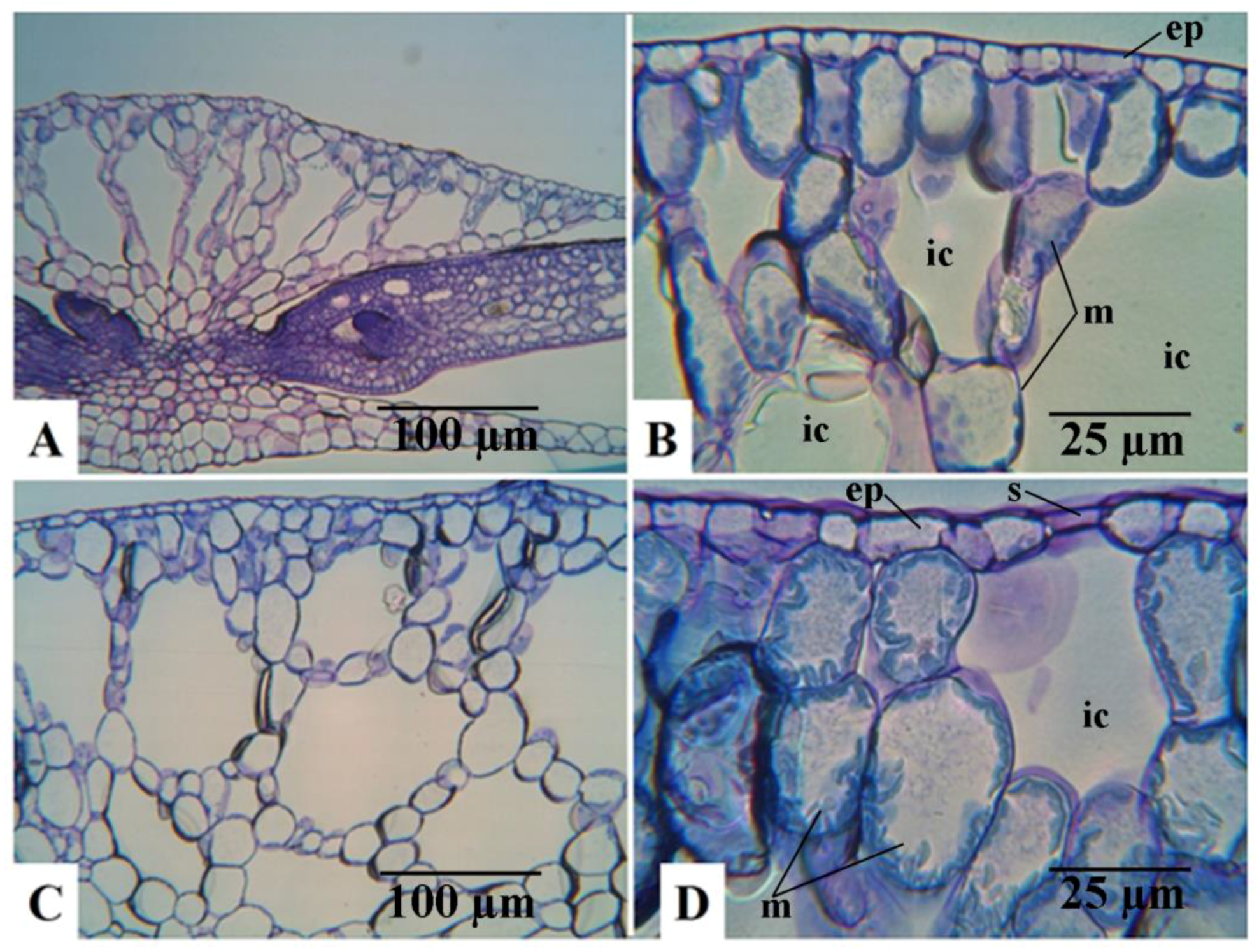 Plants 12 02525 g002 Plants 12 02525 g002
