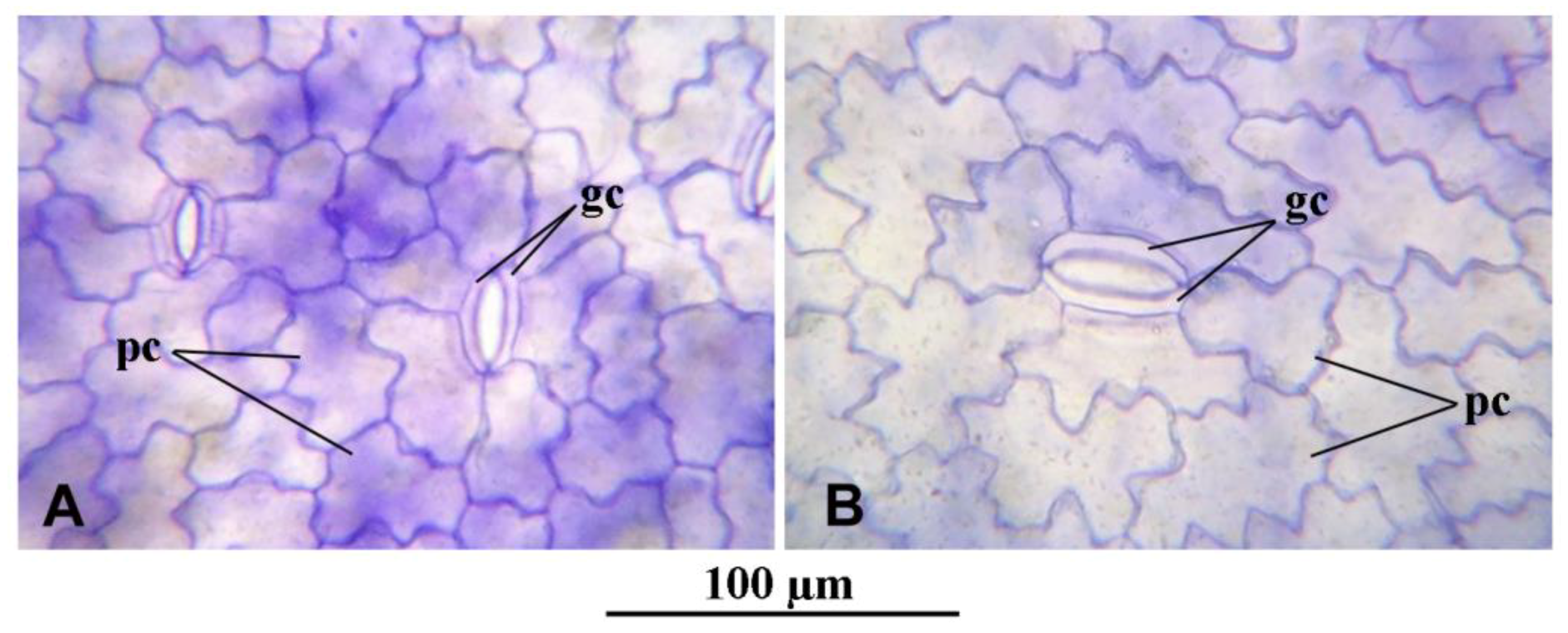 Plants 12 02525 g003 Plants 12 02525 g003