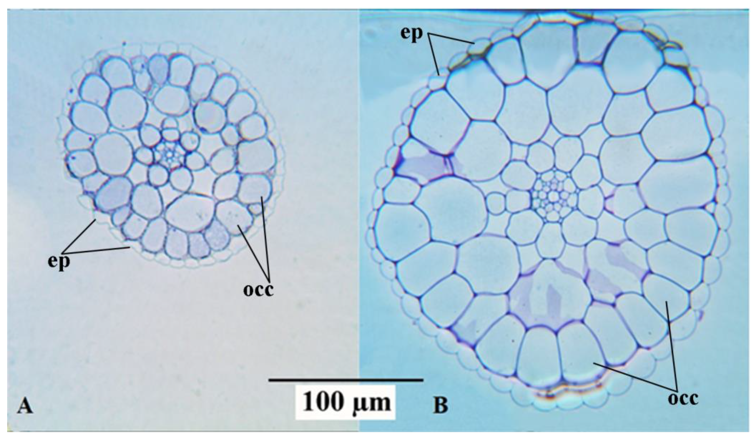 Plants 12 02525 g004 Plants 12 02525 g004