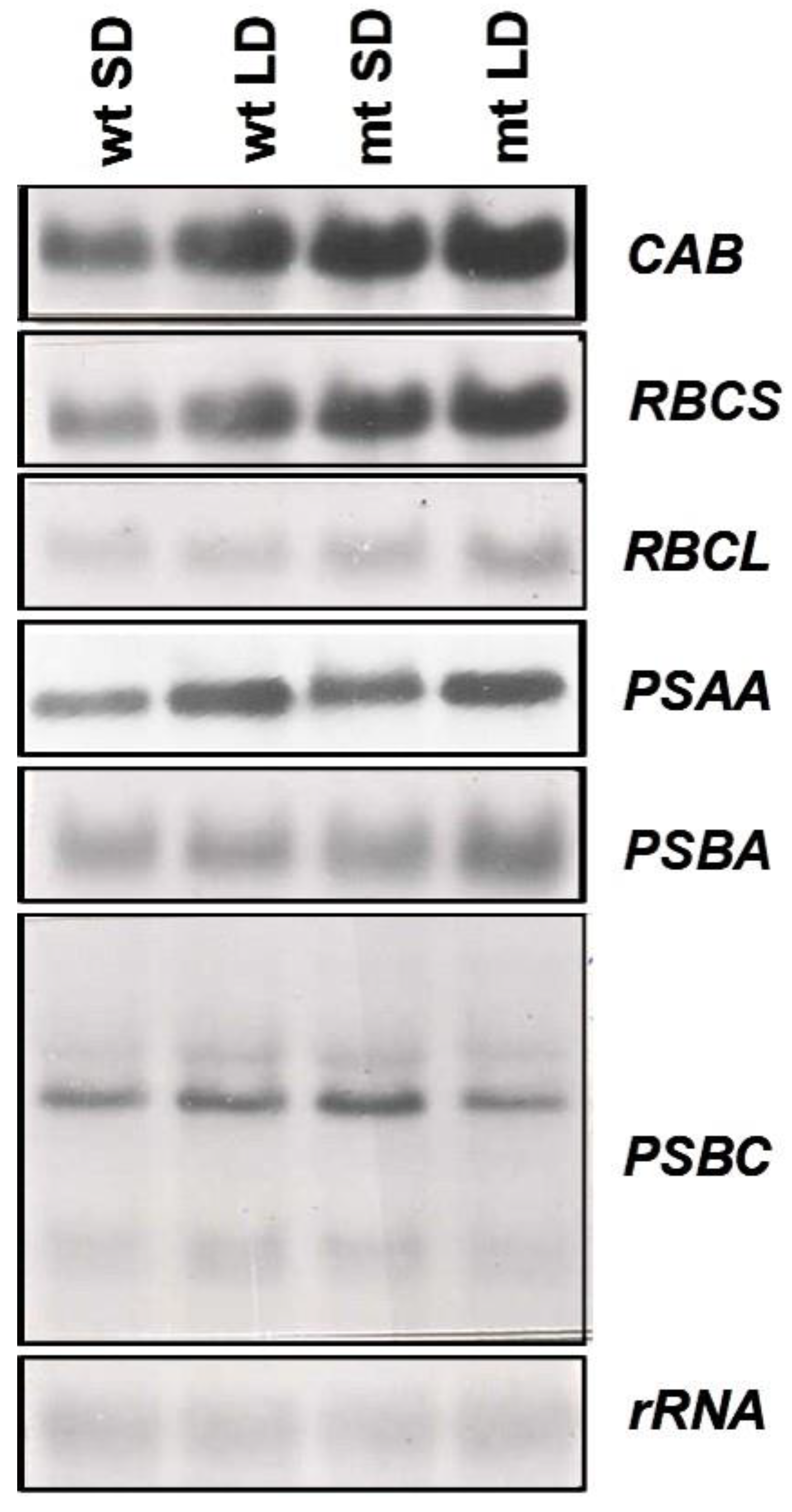Plants 12 02525 g008 Plants 12 02525 g008