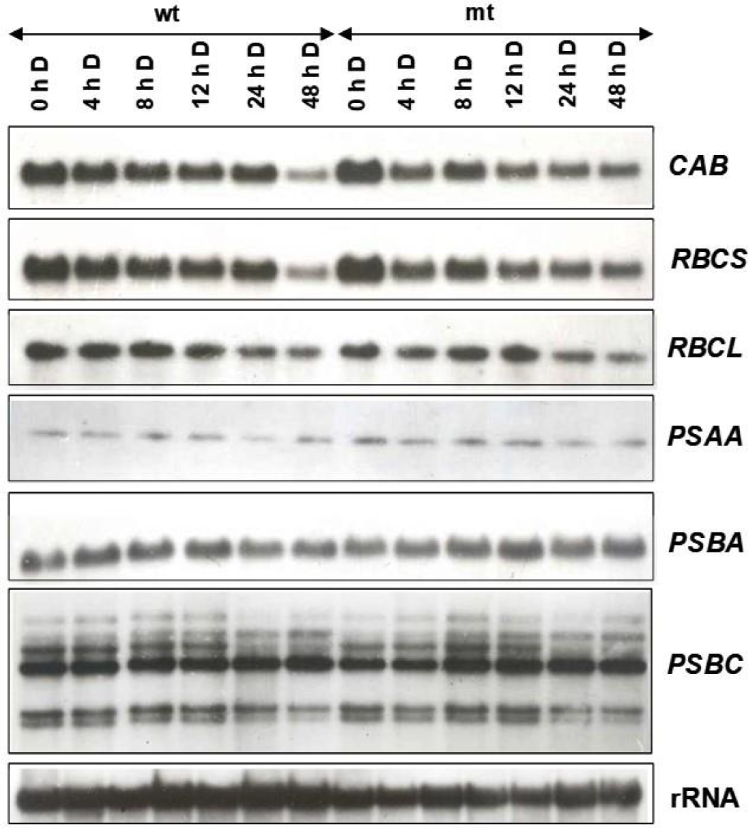 Plants 12 02525 g009 Plants 12 02525 g009