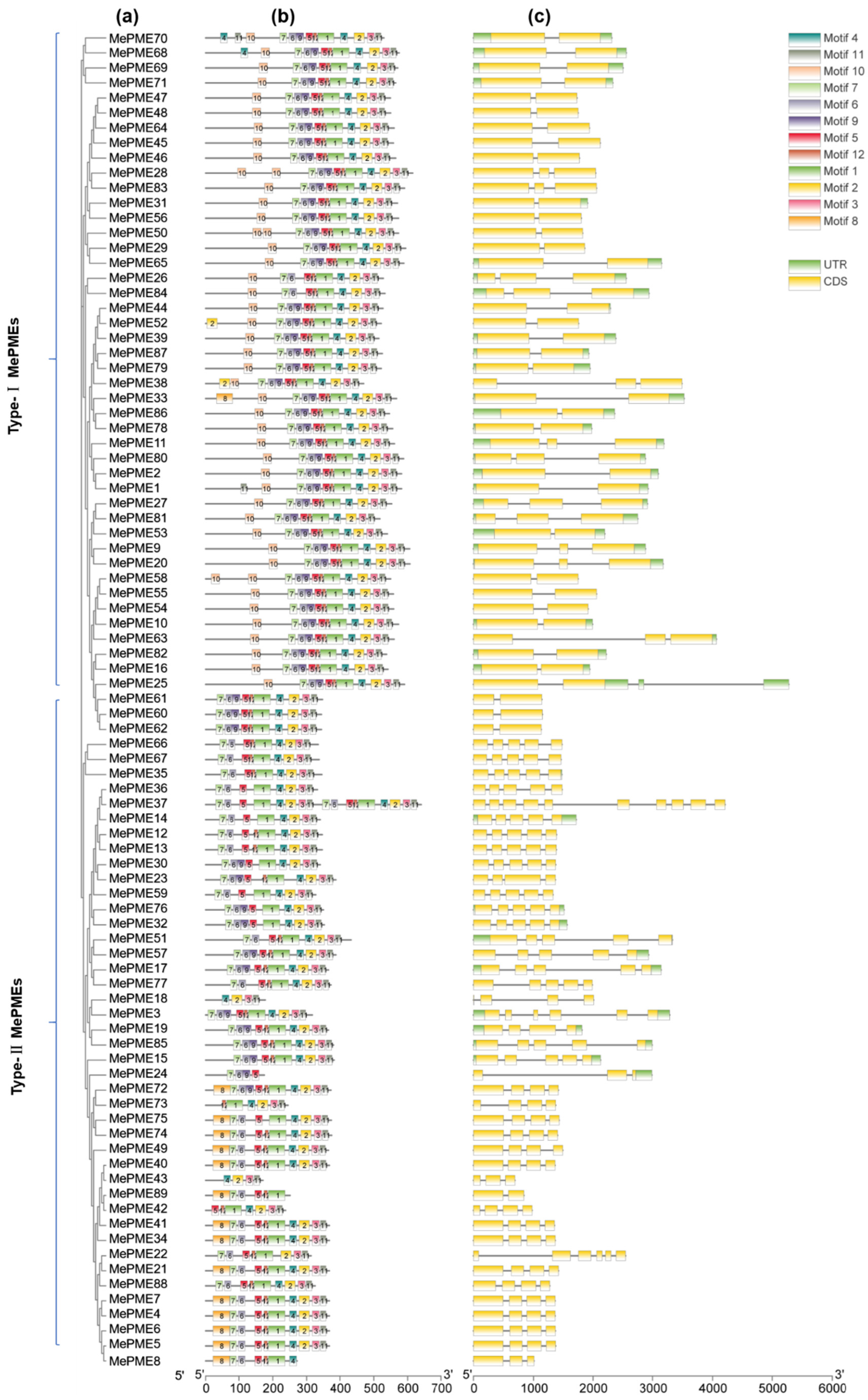 Plants 12 02529 g004