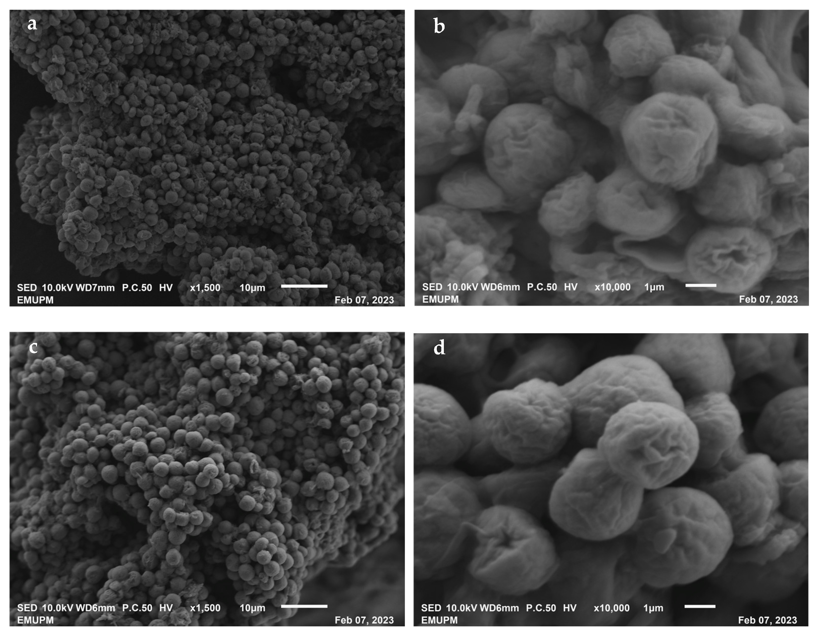 Plants 12 02536 g005