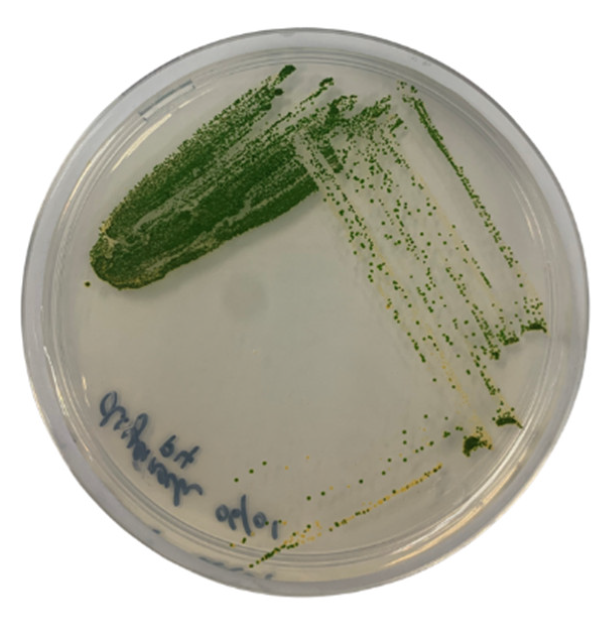 Plants 12 02536 g009