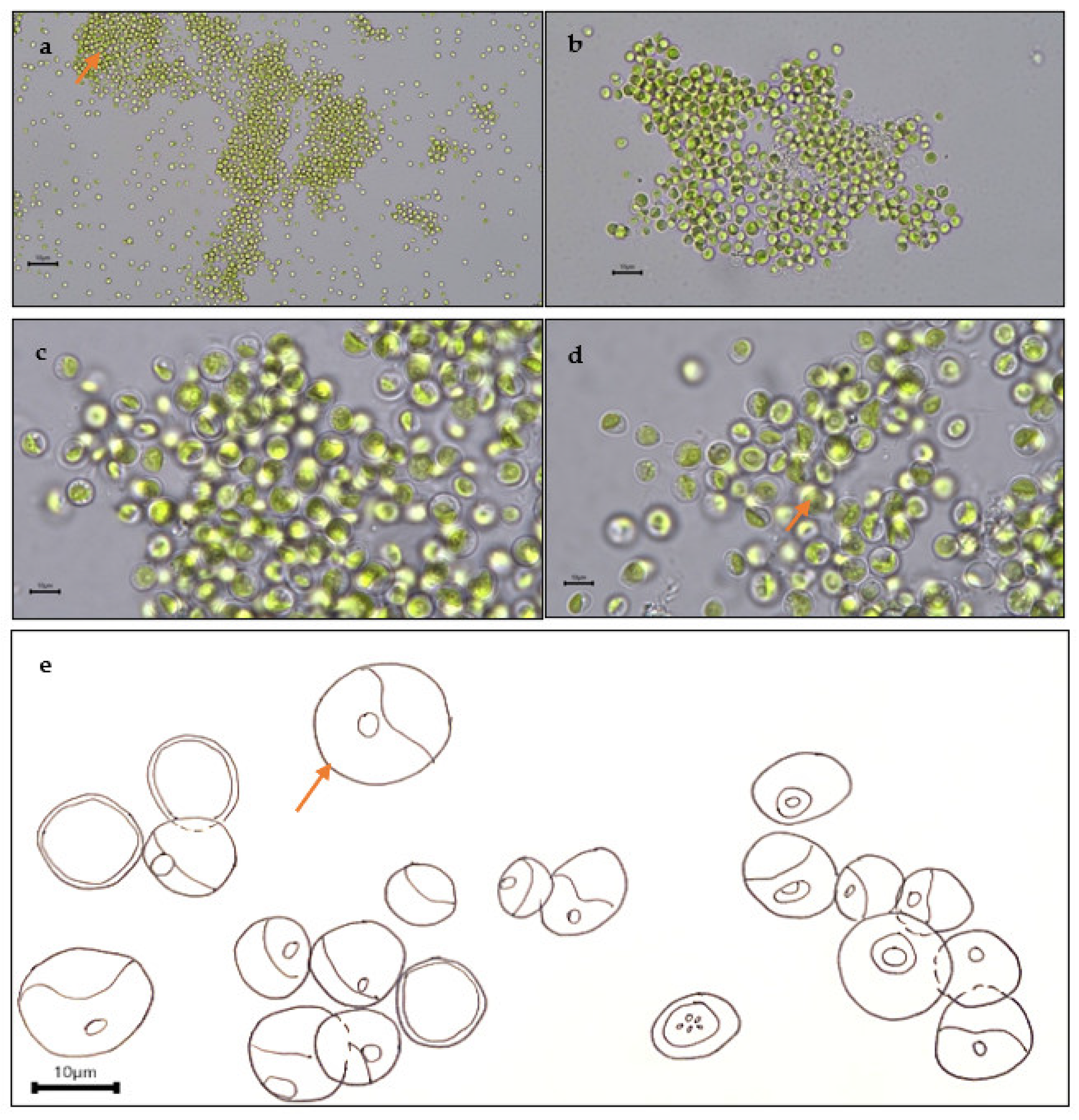 Plants 12 02536 g010