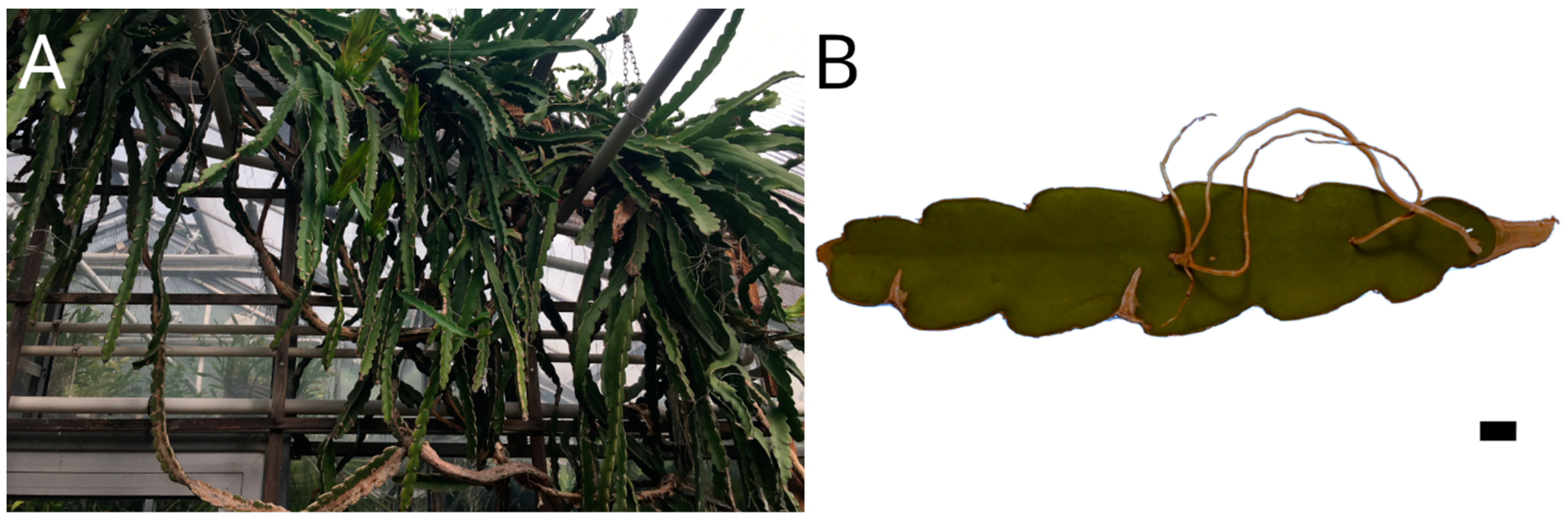 Plants 12 02544 g001