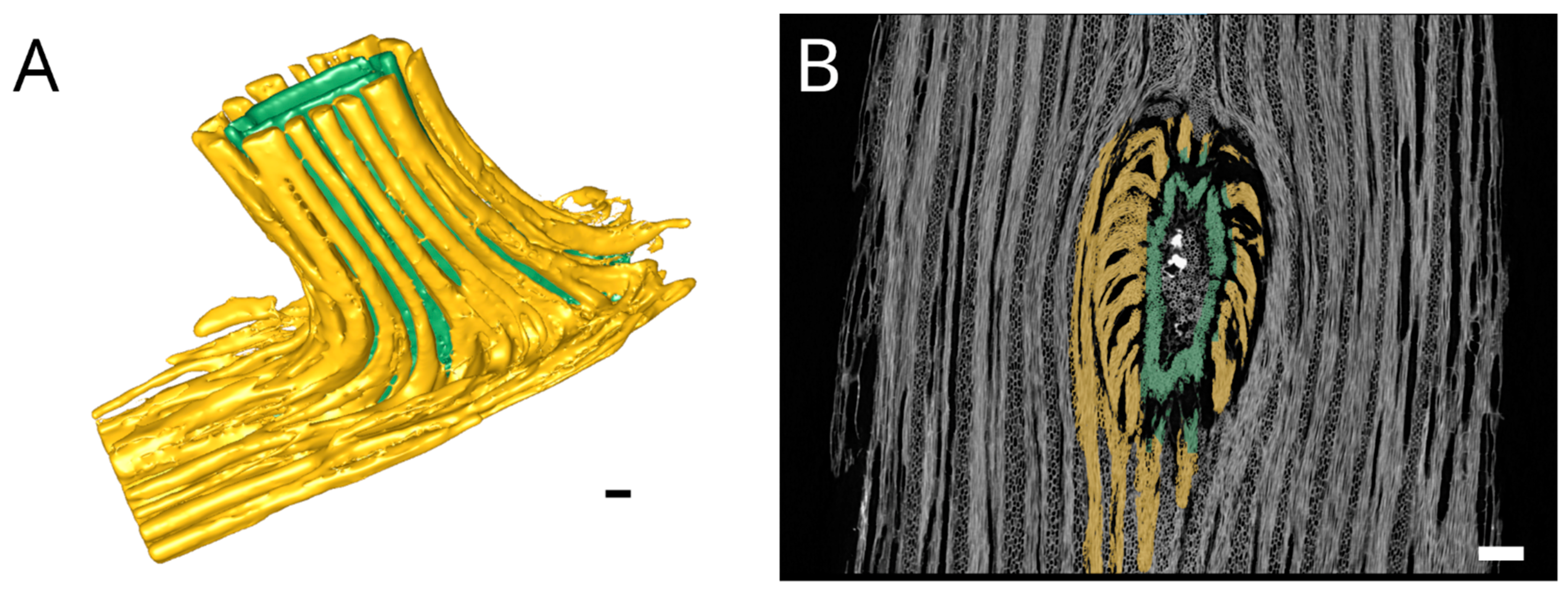 Plants 12 02544 g003