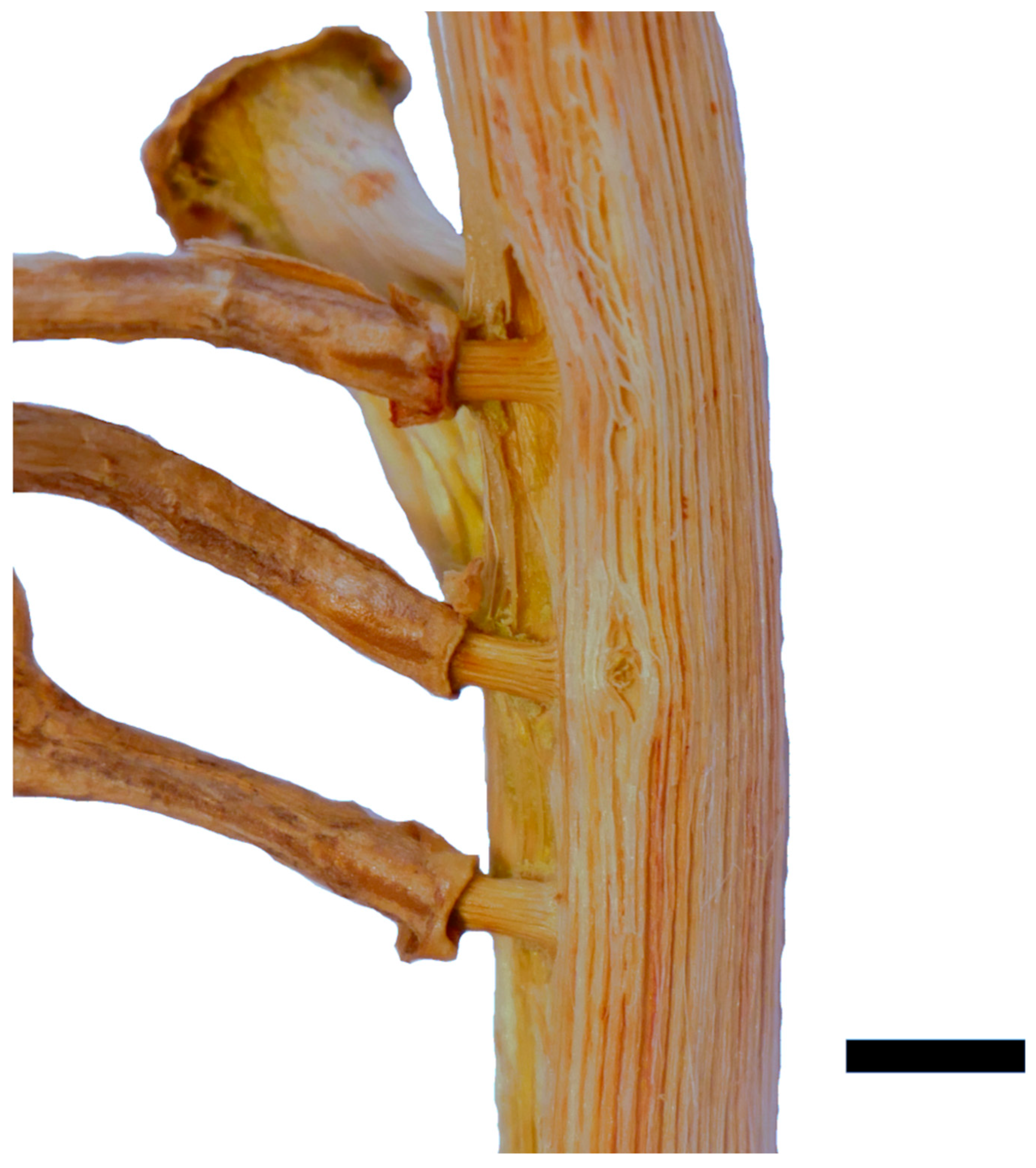 Plants 12 02544 g004