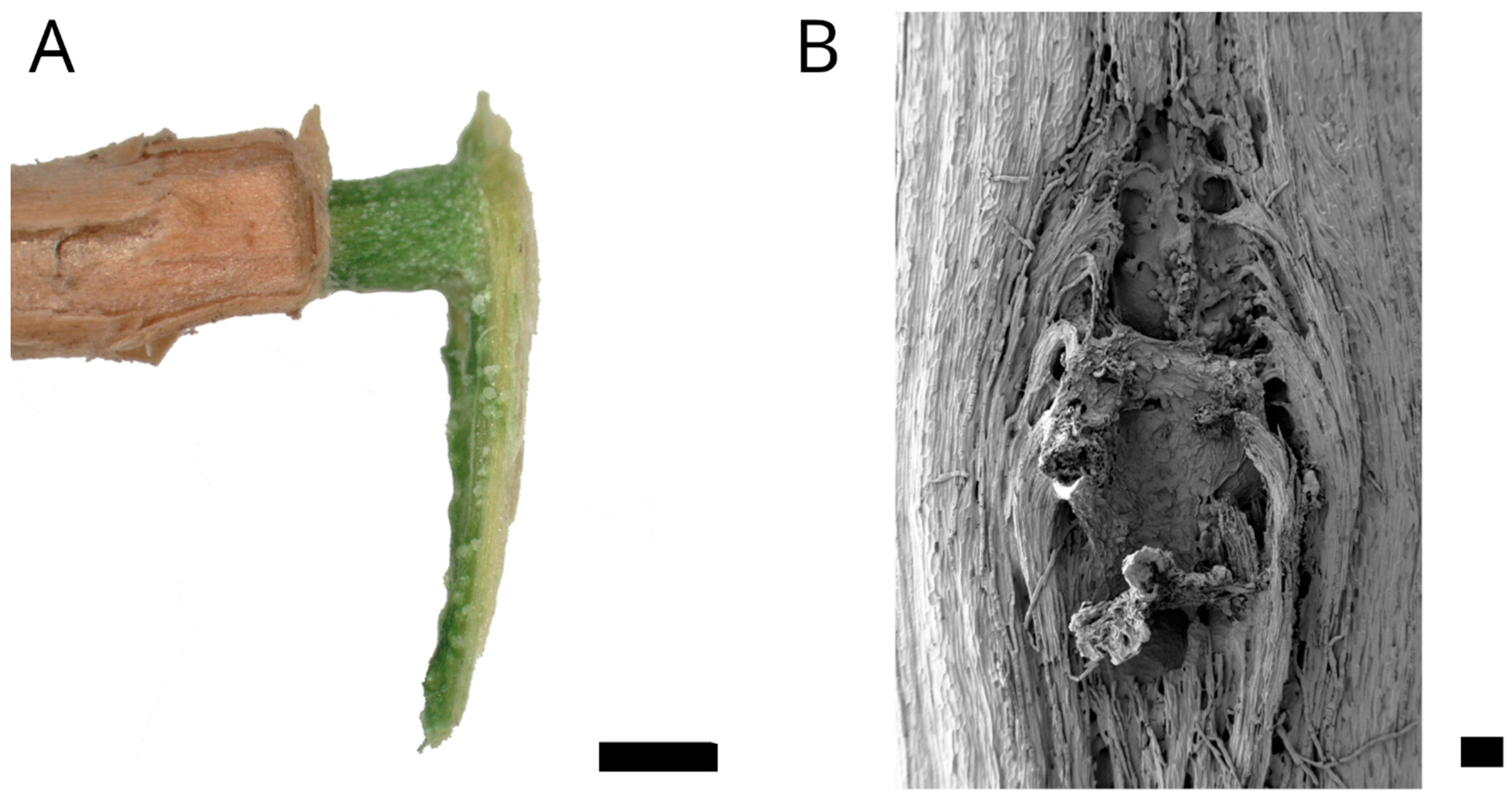 Plants 12 02544 g005