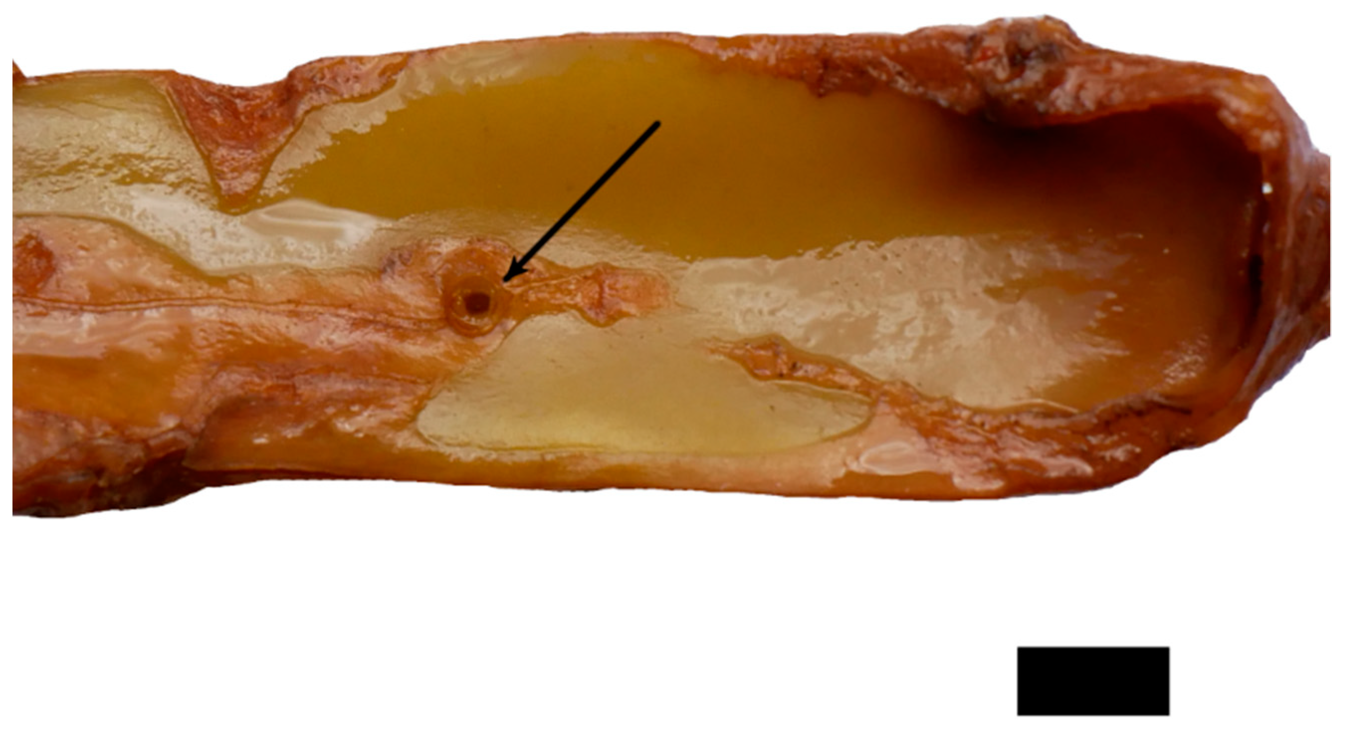 Plants 12 02544 g006