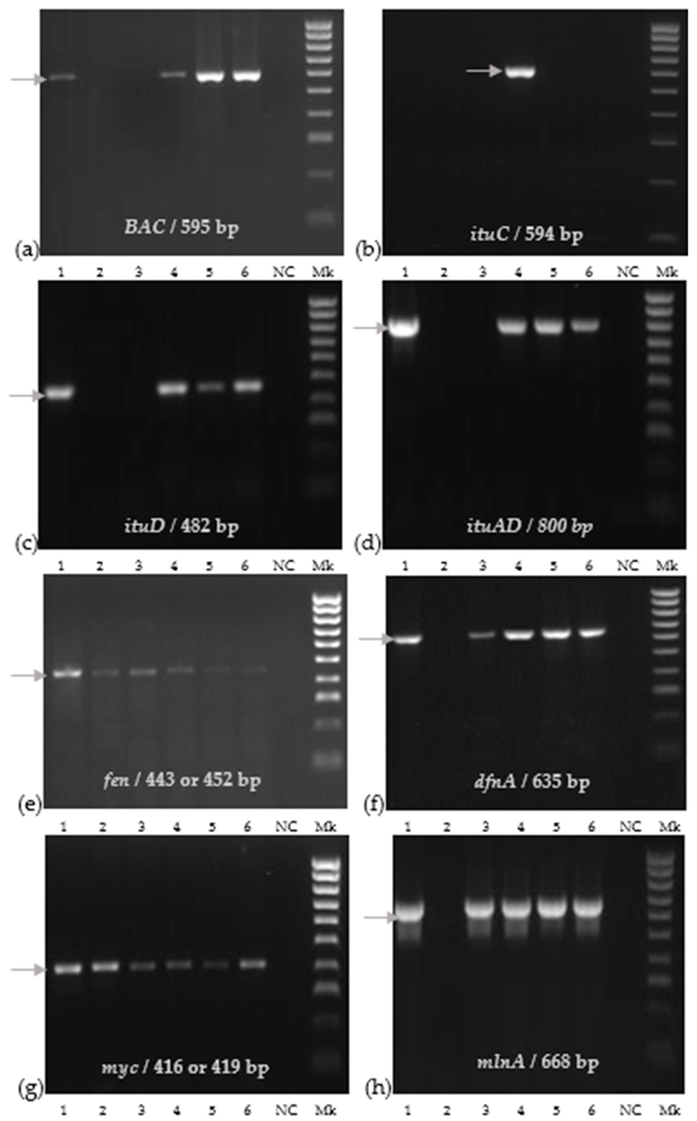 Plants 12 02553 g002