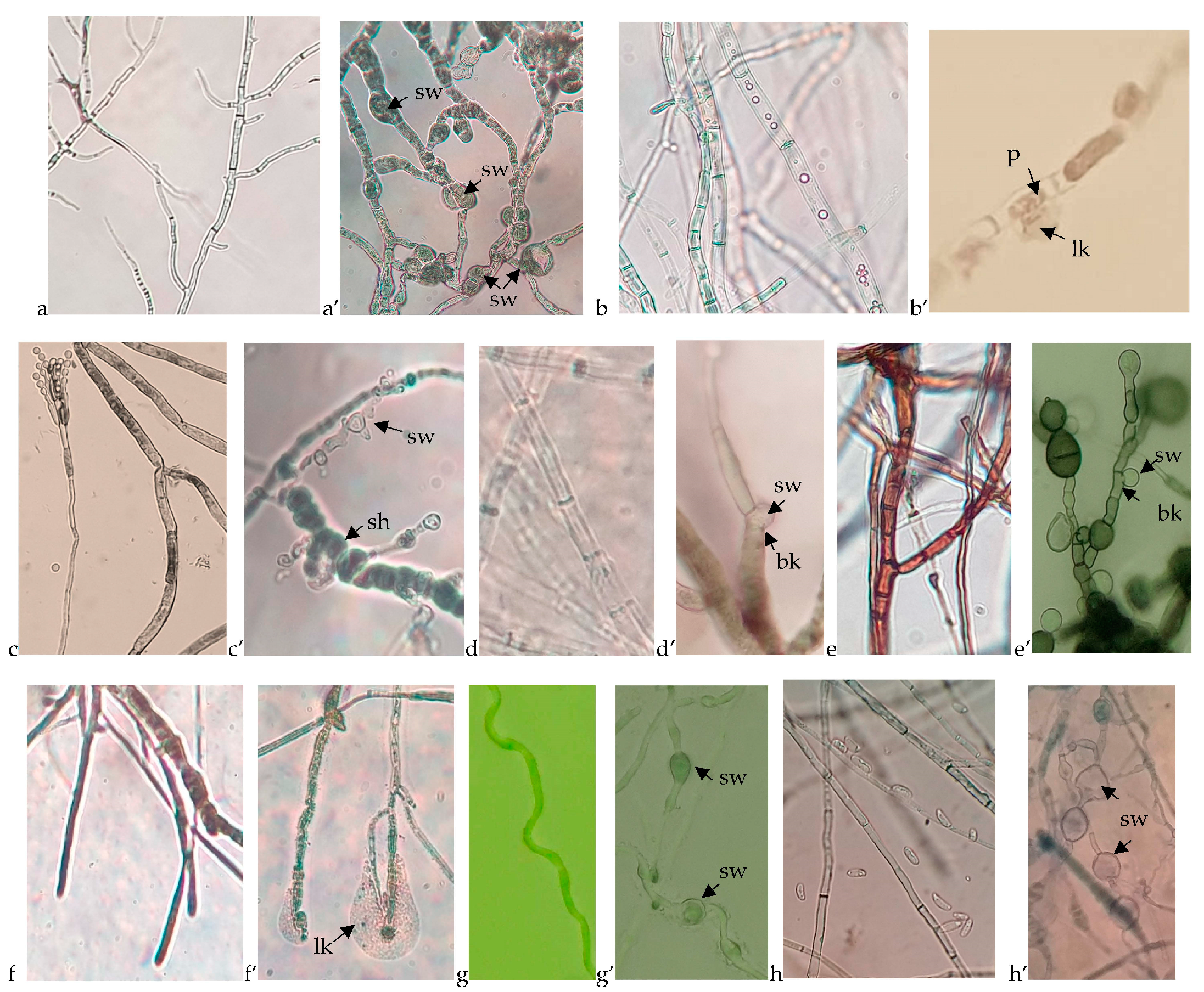 Plants 12 02553 g004