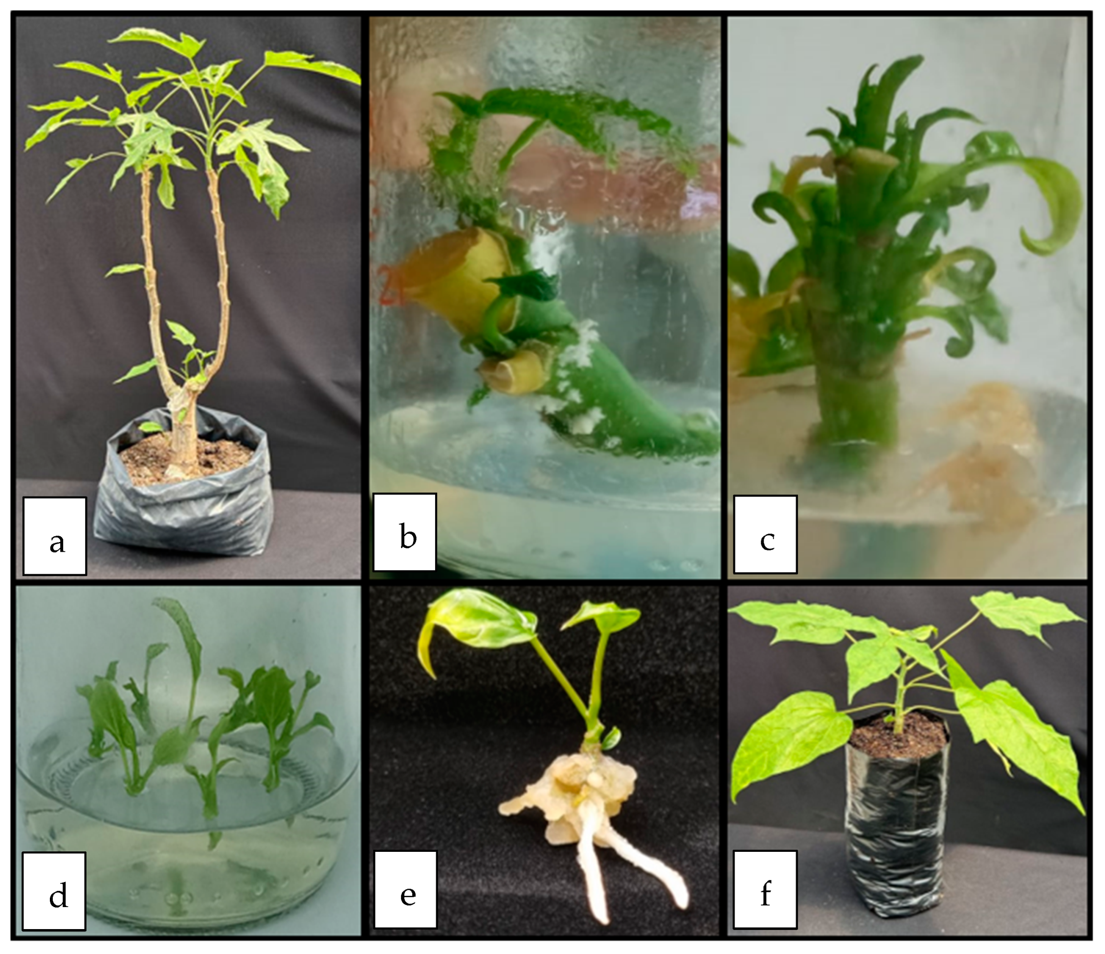 Plants 12 02560 g003