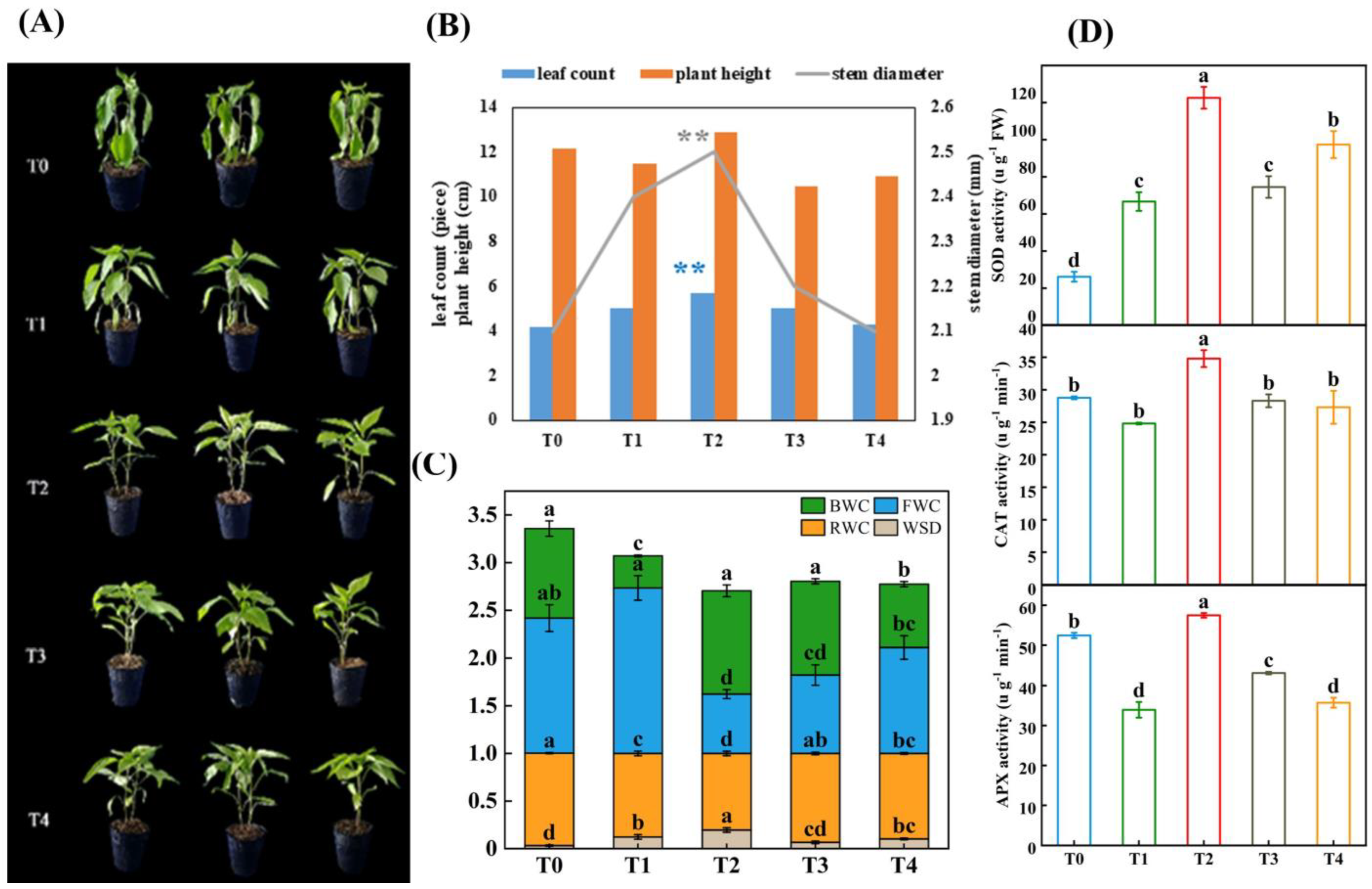 Plants 12 02563 g001