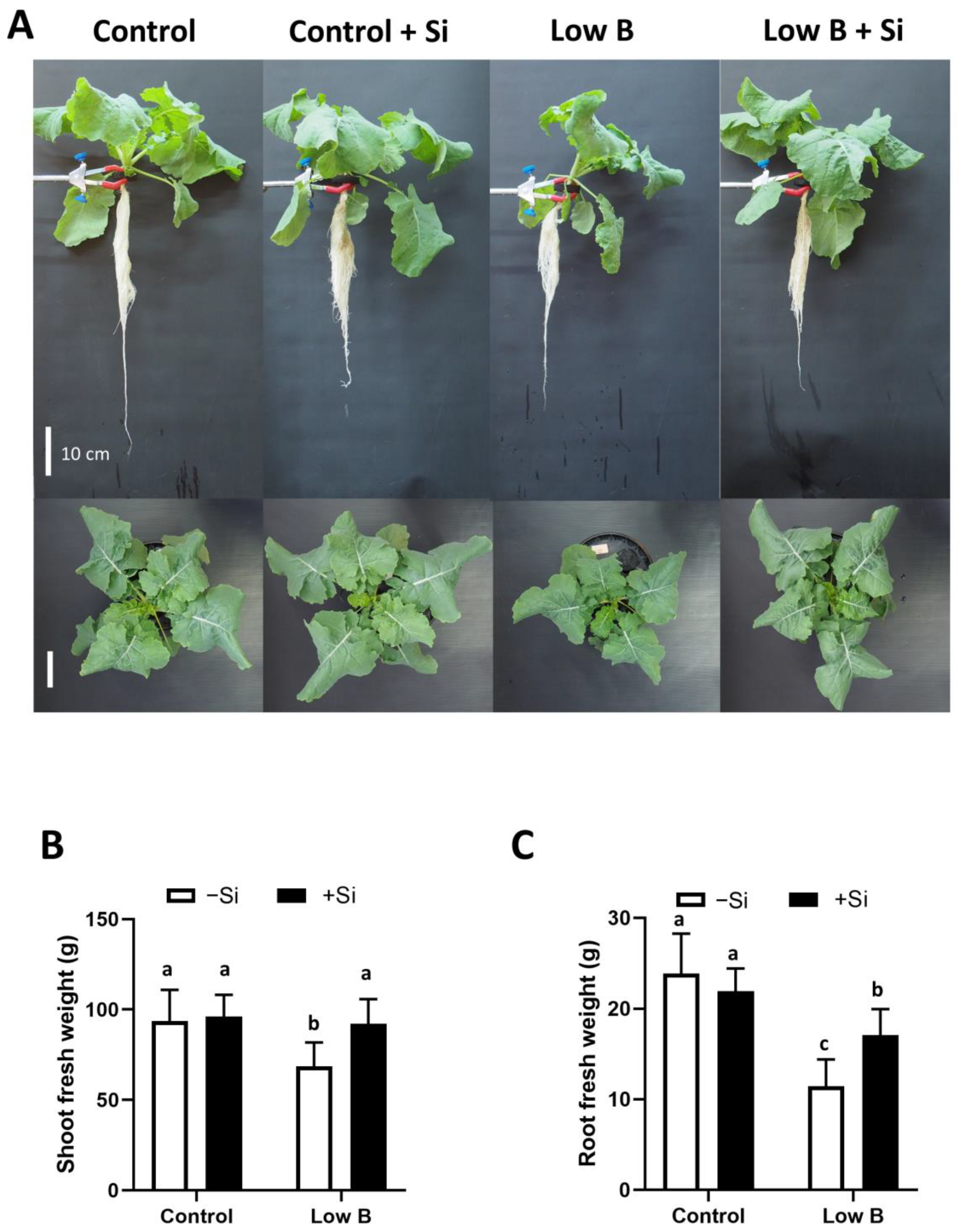 Plants 12 02574 g001 Plants 12 02574 g001