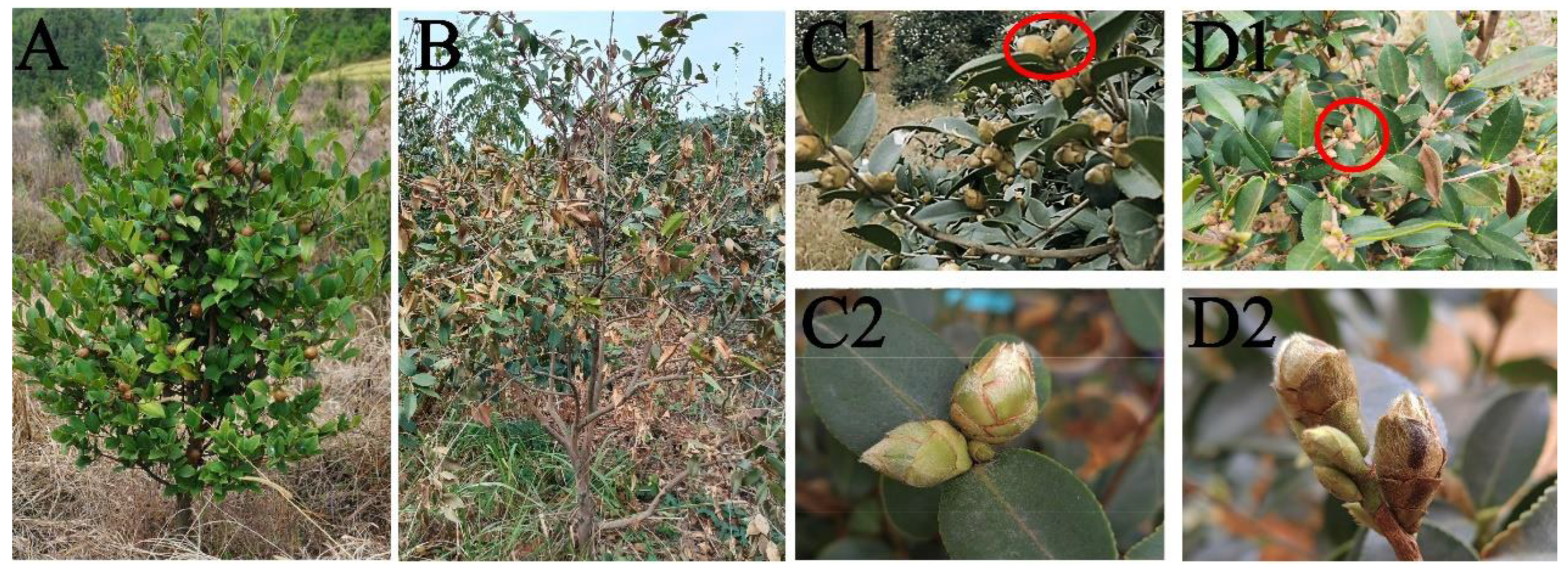 Plants 12 02585 g001