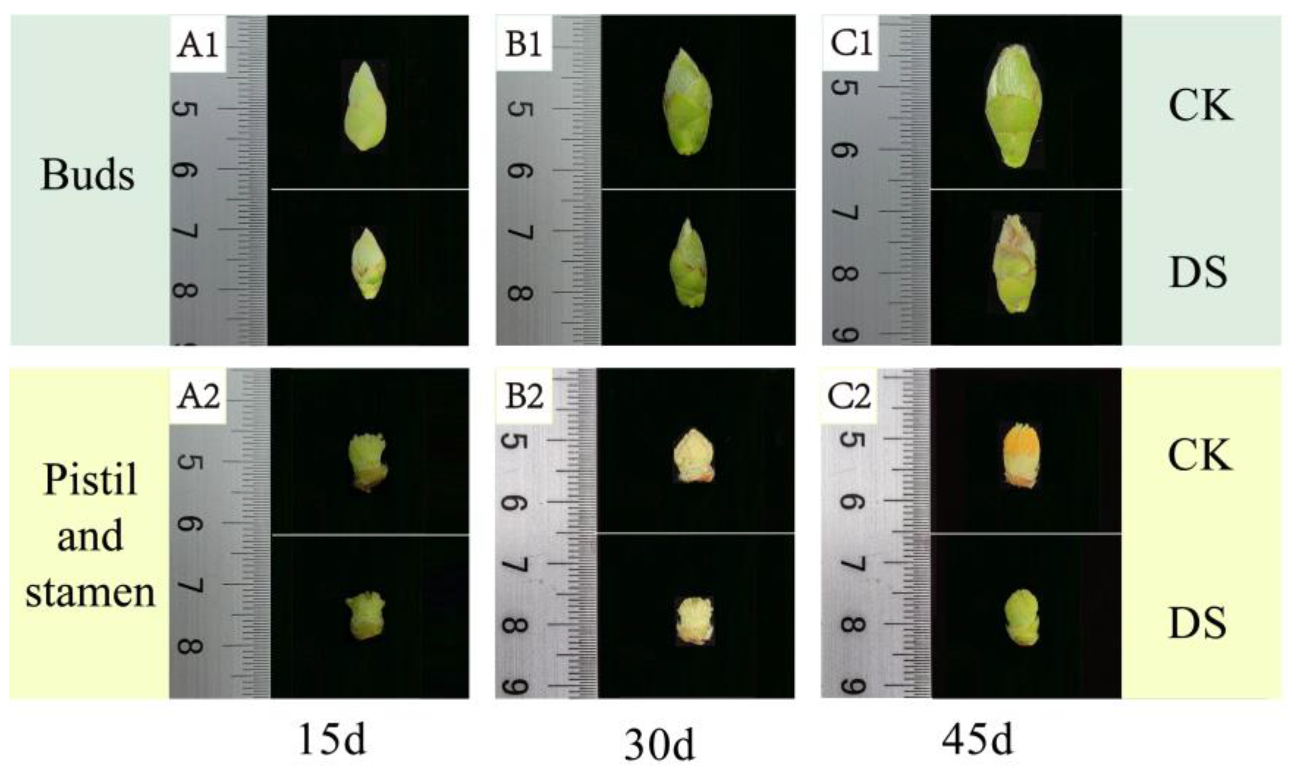 Plants 12 02585 g002