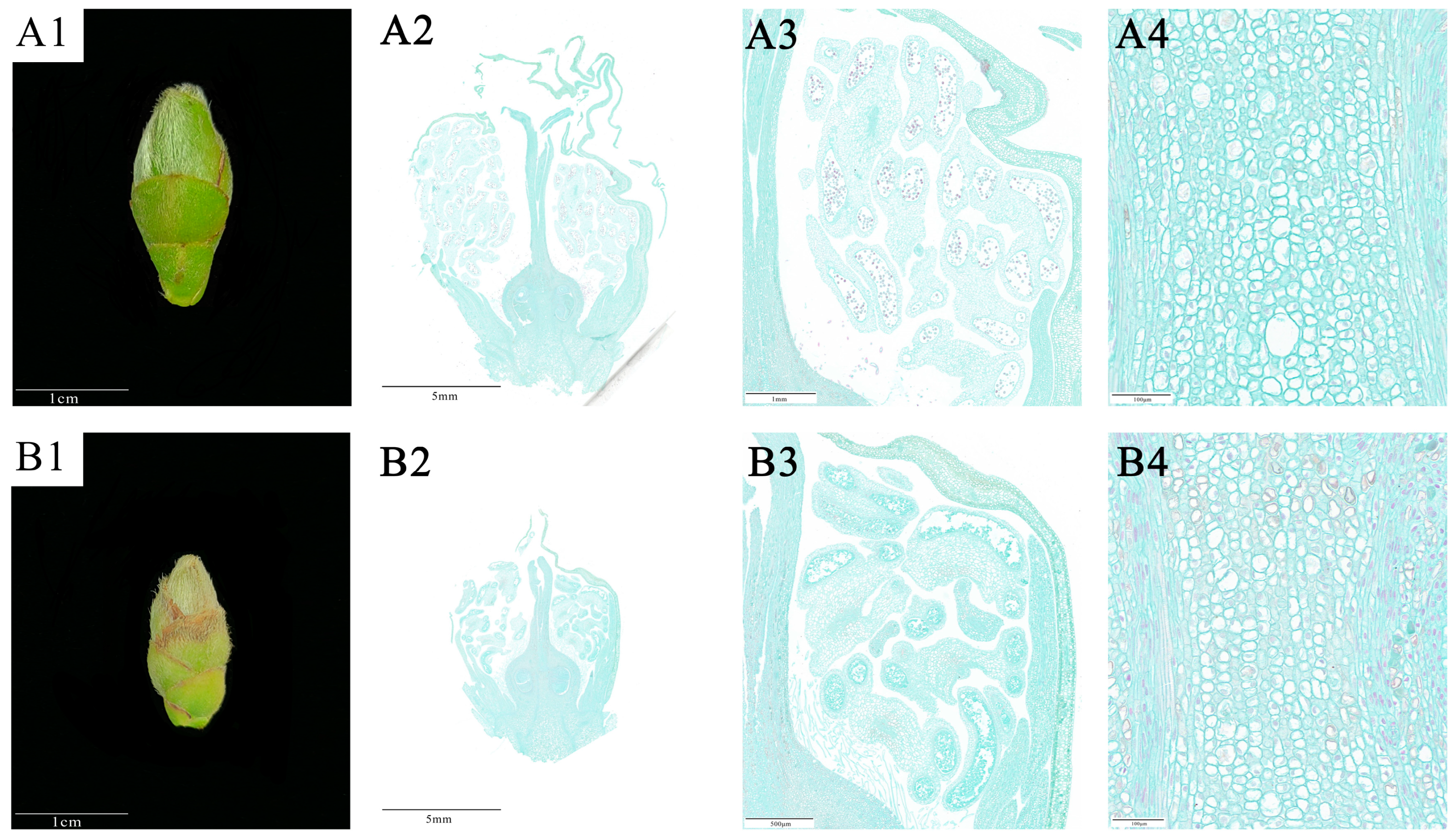 Plants 12 02585 g003