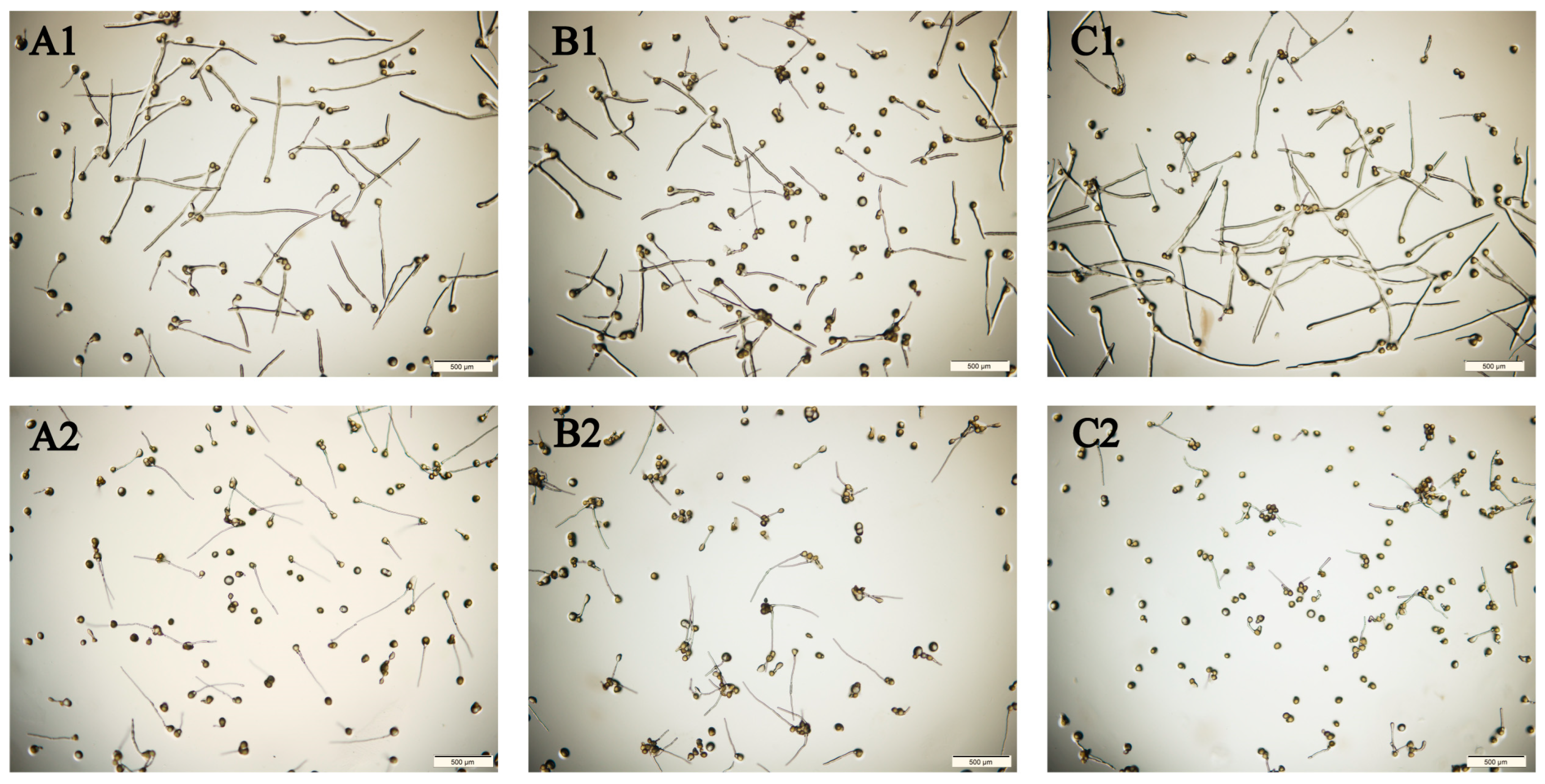 Plants 12 02585 g004