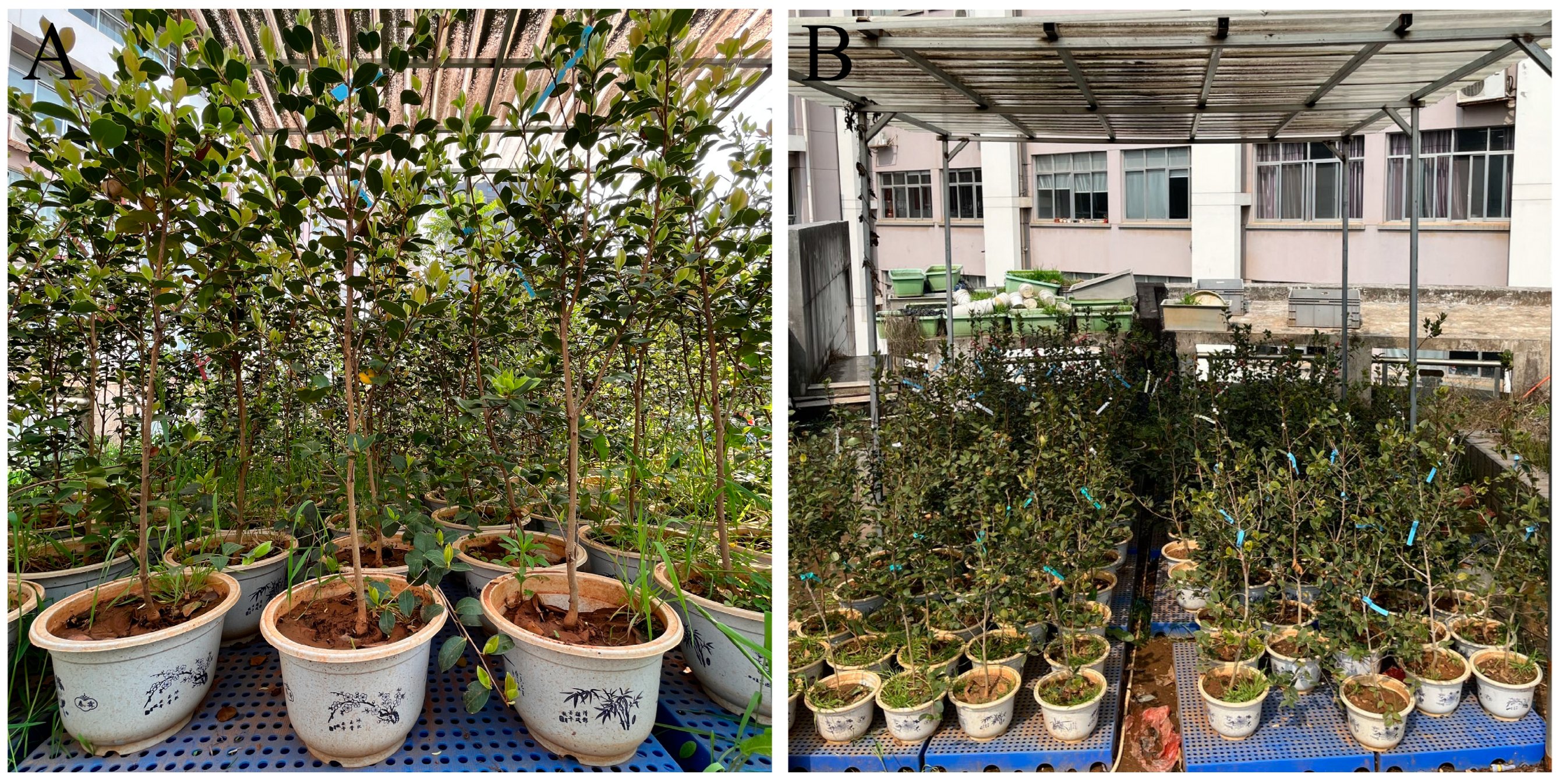 Plants 12 02585 g008