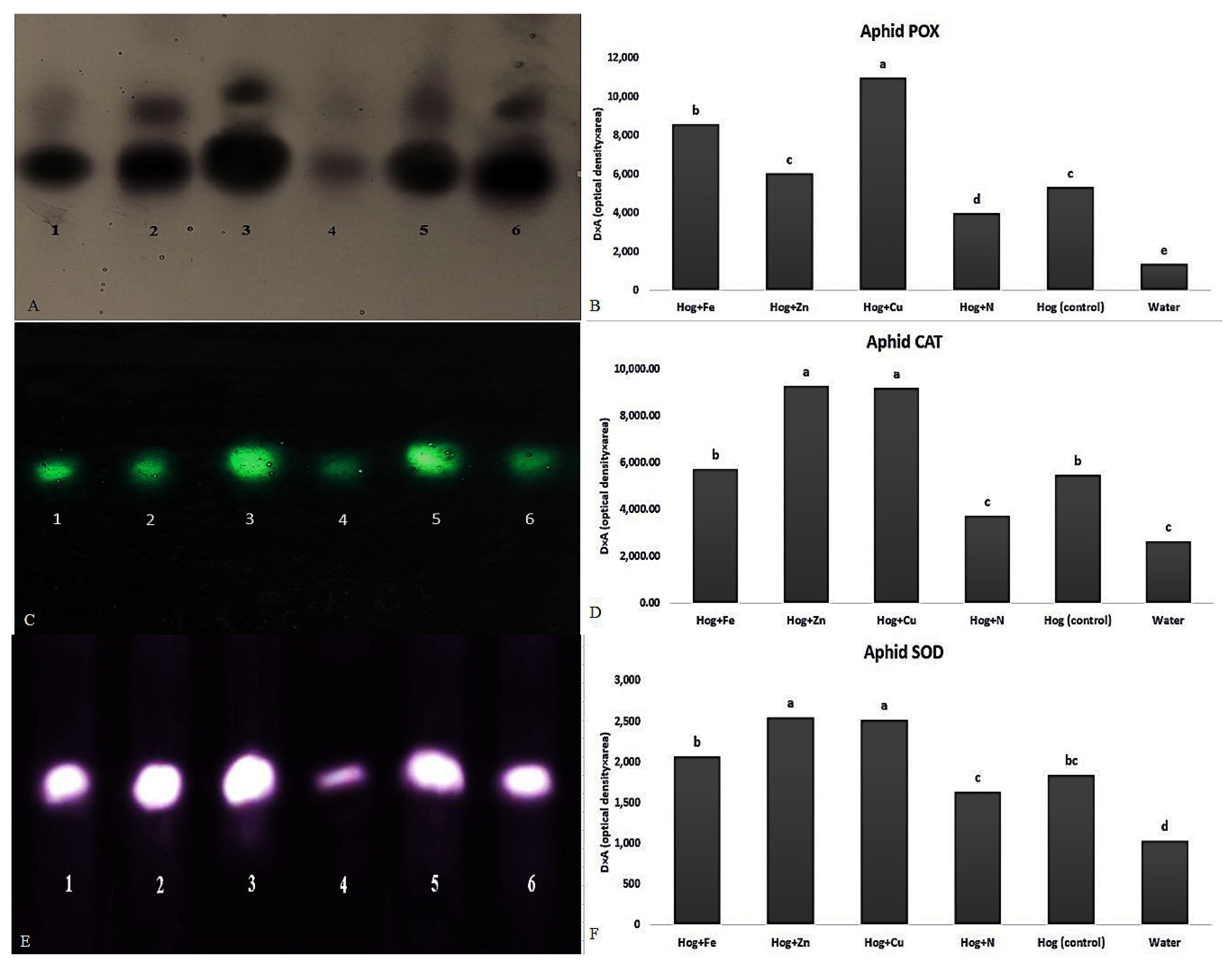 Plants 12 02602 g006