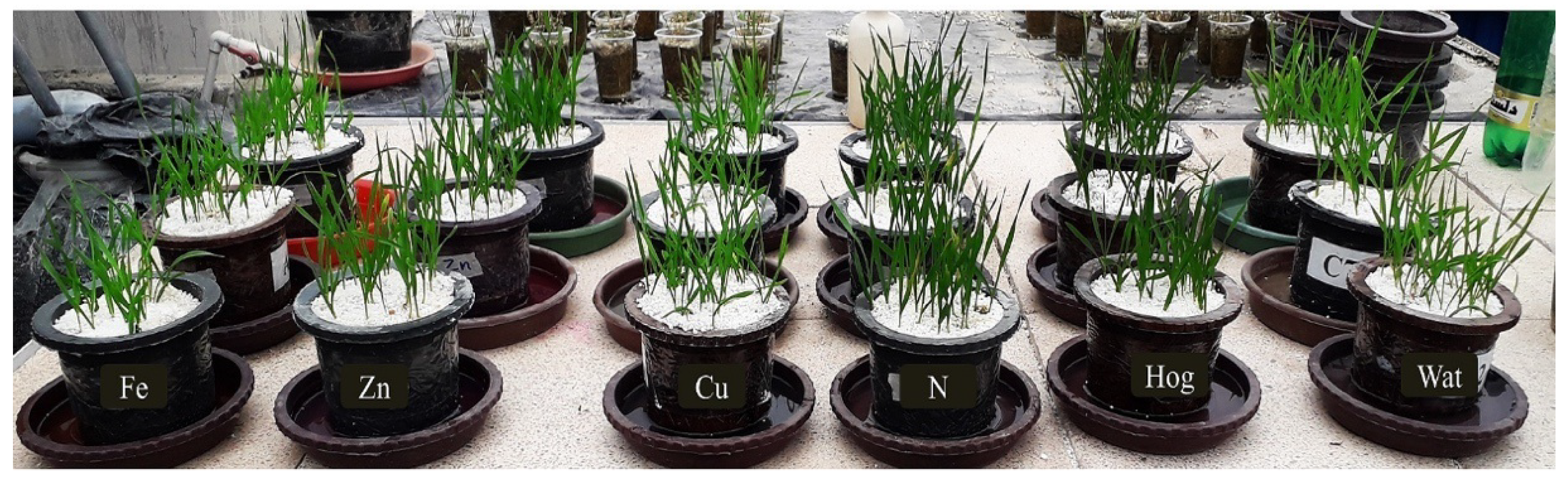 Plants 12 02602 g008