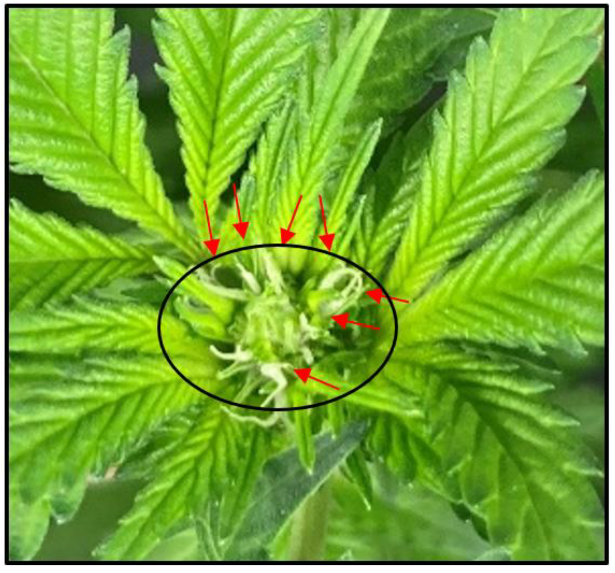 Plants 12 02605 g001