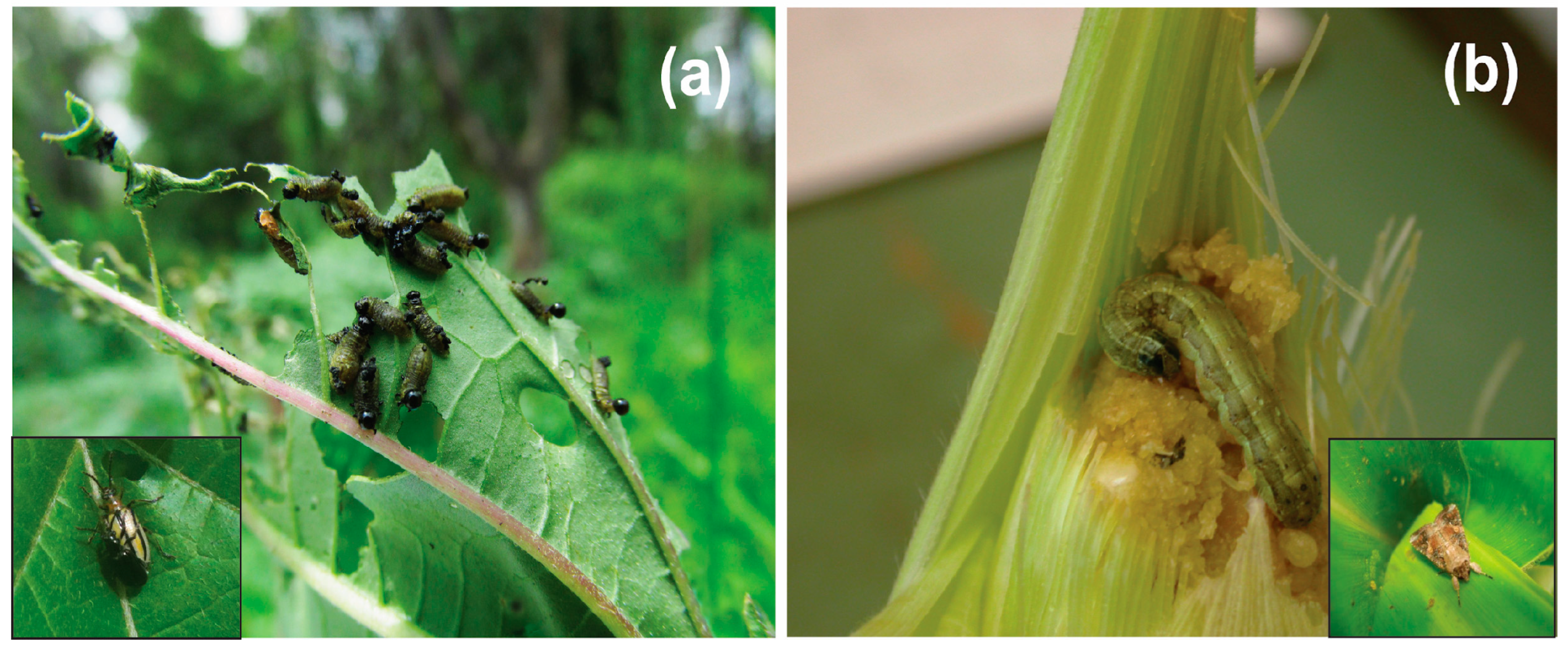 Plants 12 02611 g003