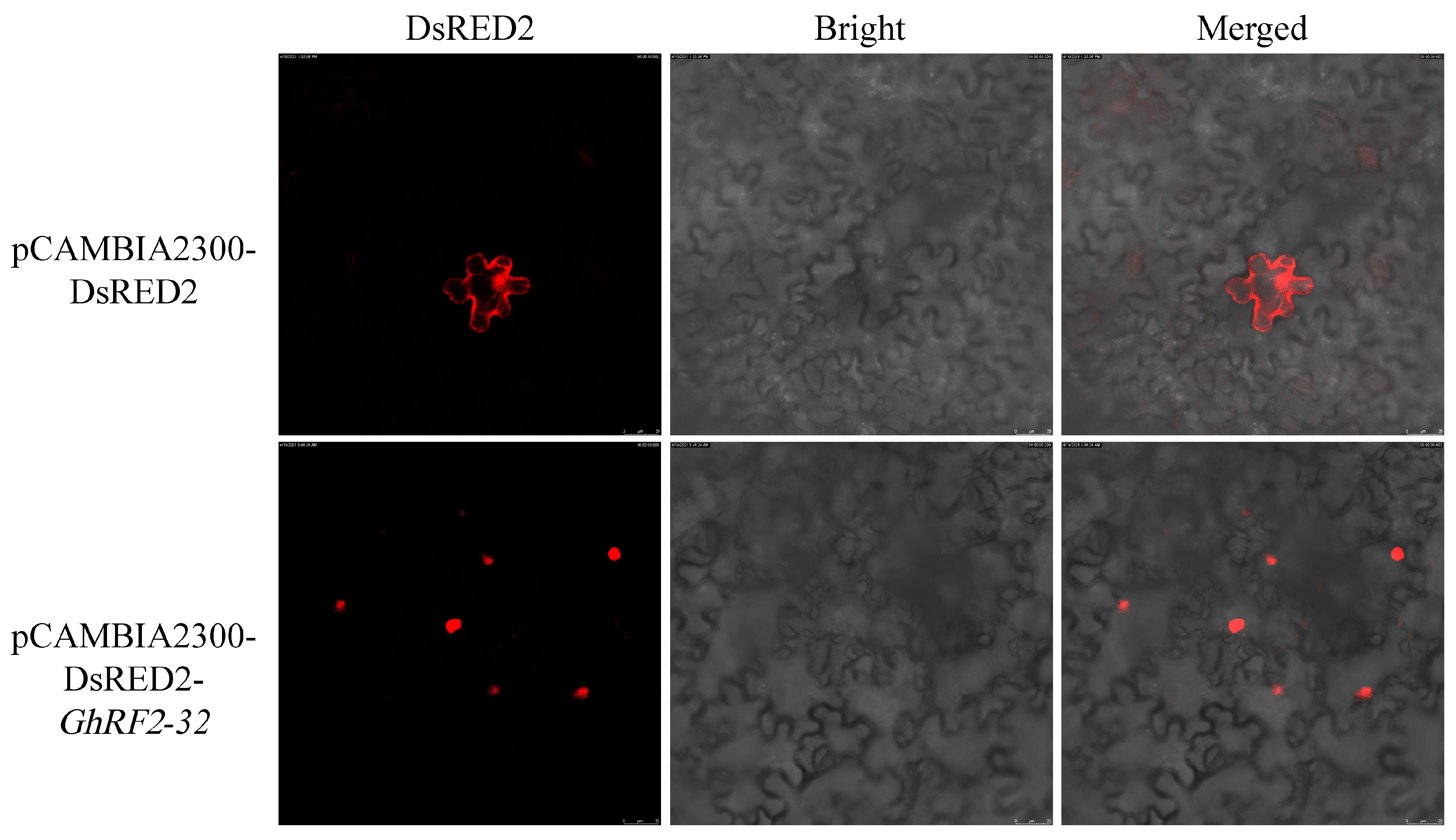 Plants 12 02613 g008