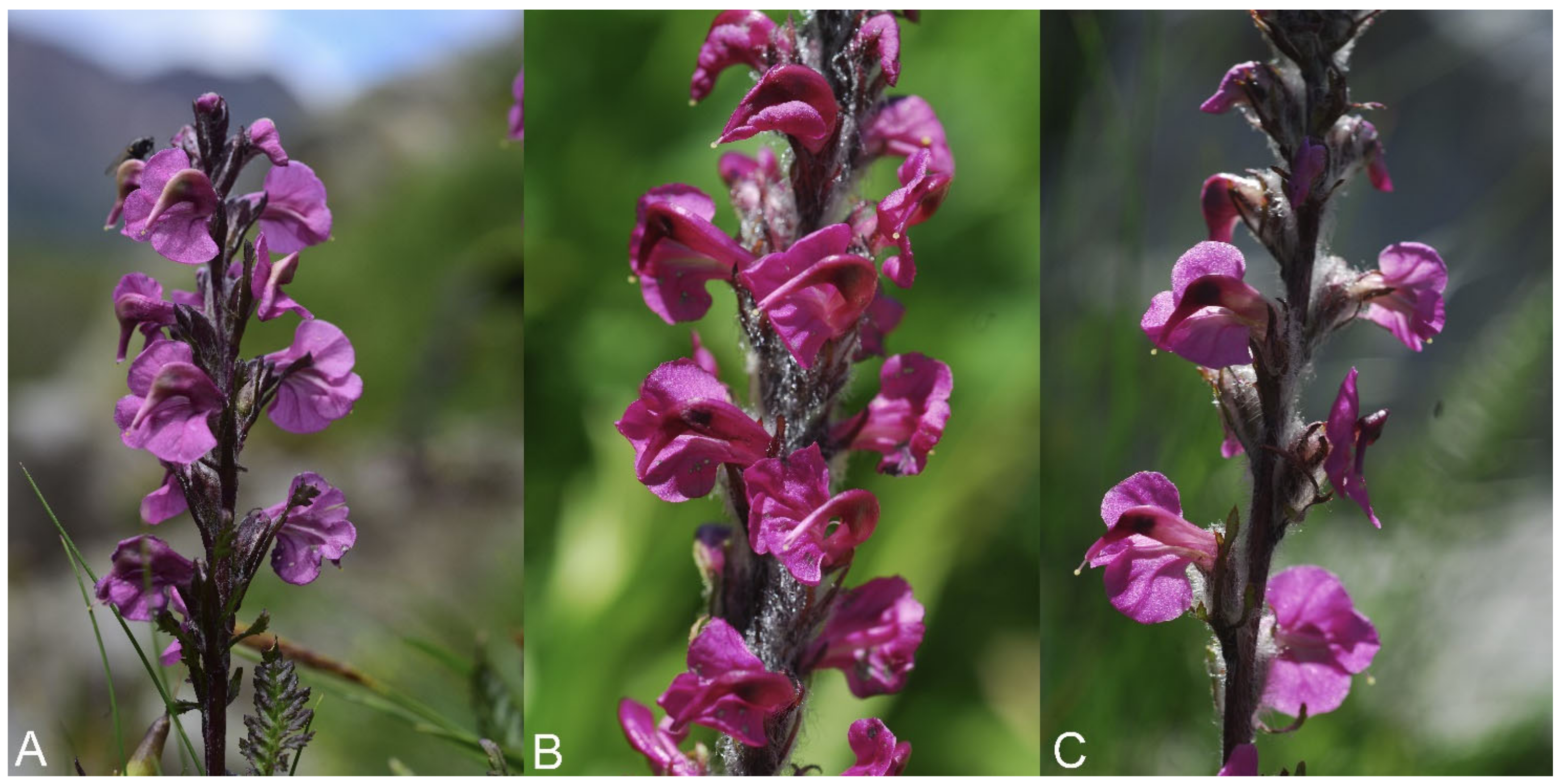 Plants 12 02614 g008