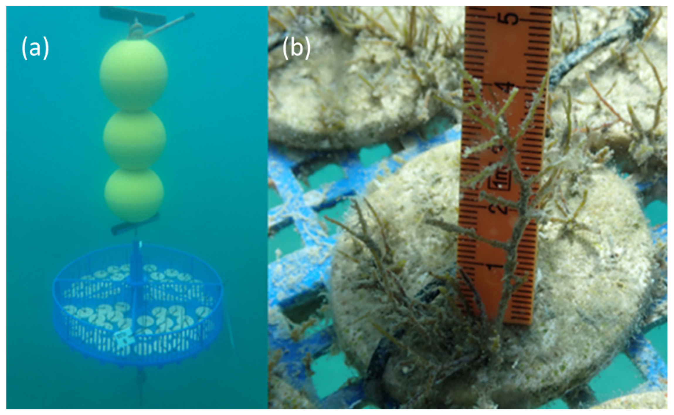 Plants 12 02615 g003