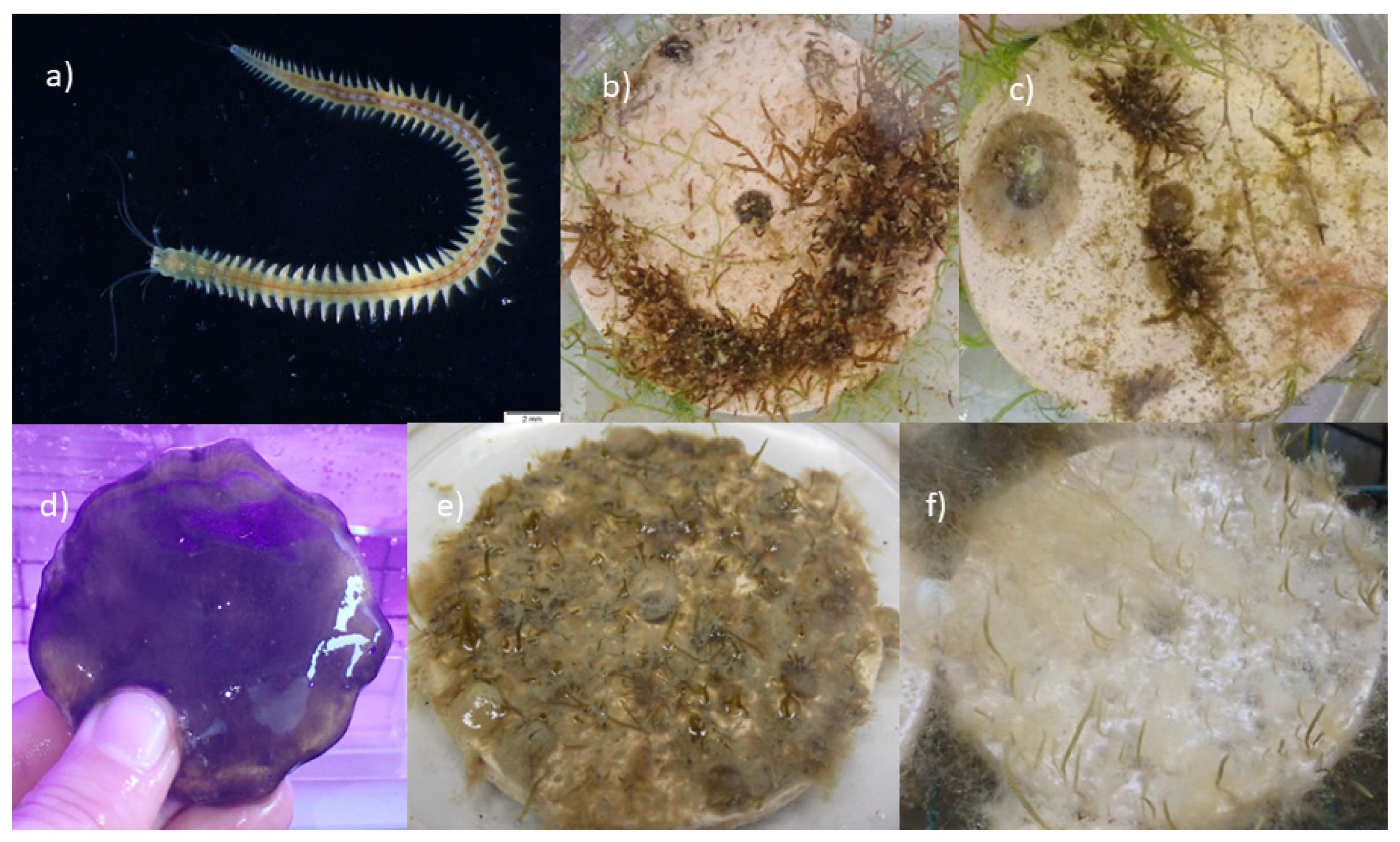 Plants 12 02615 g007