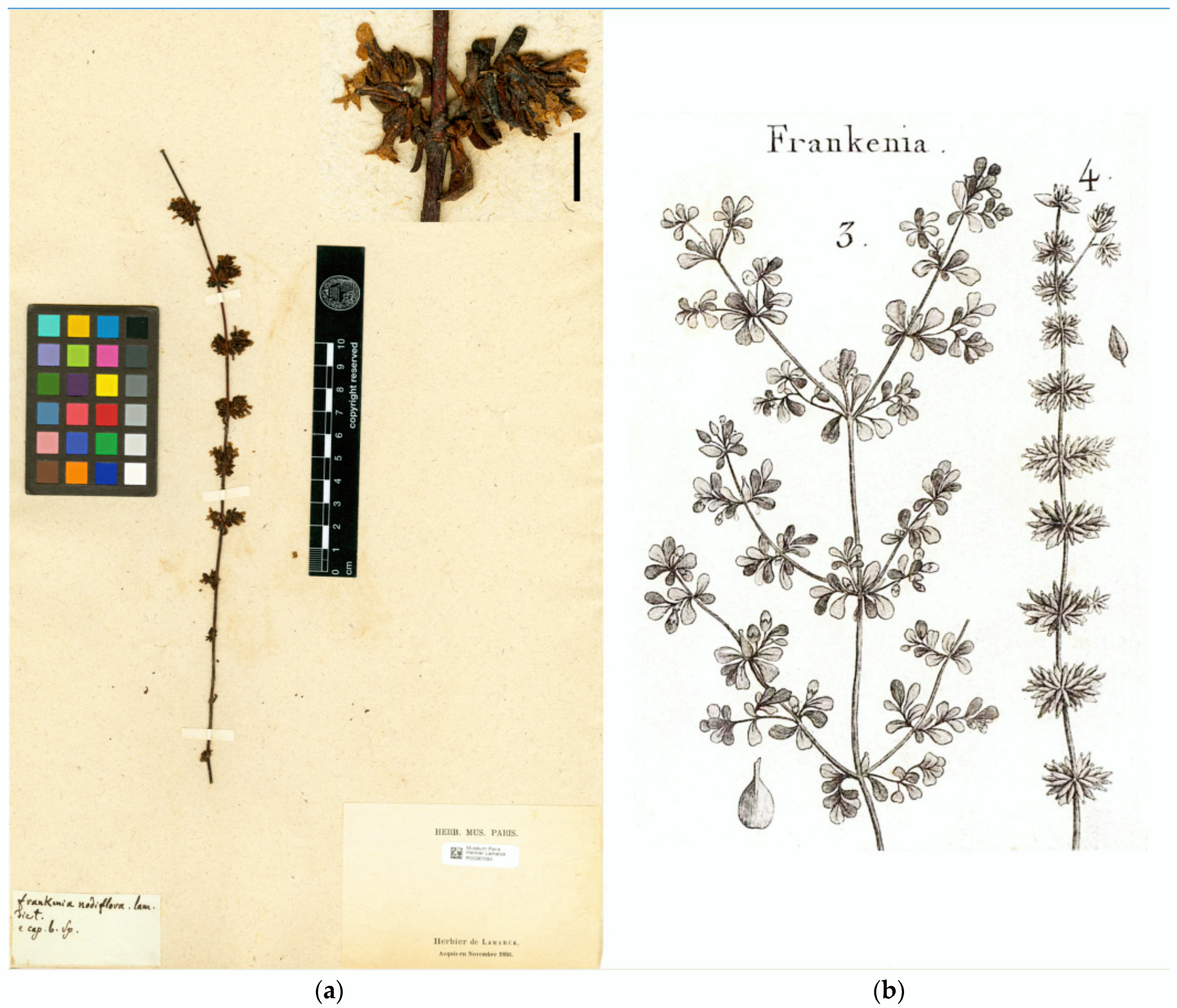 Plants 12 02630 g001