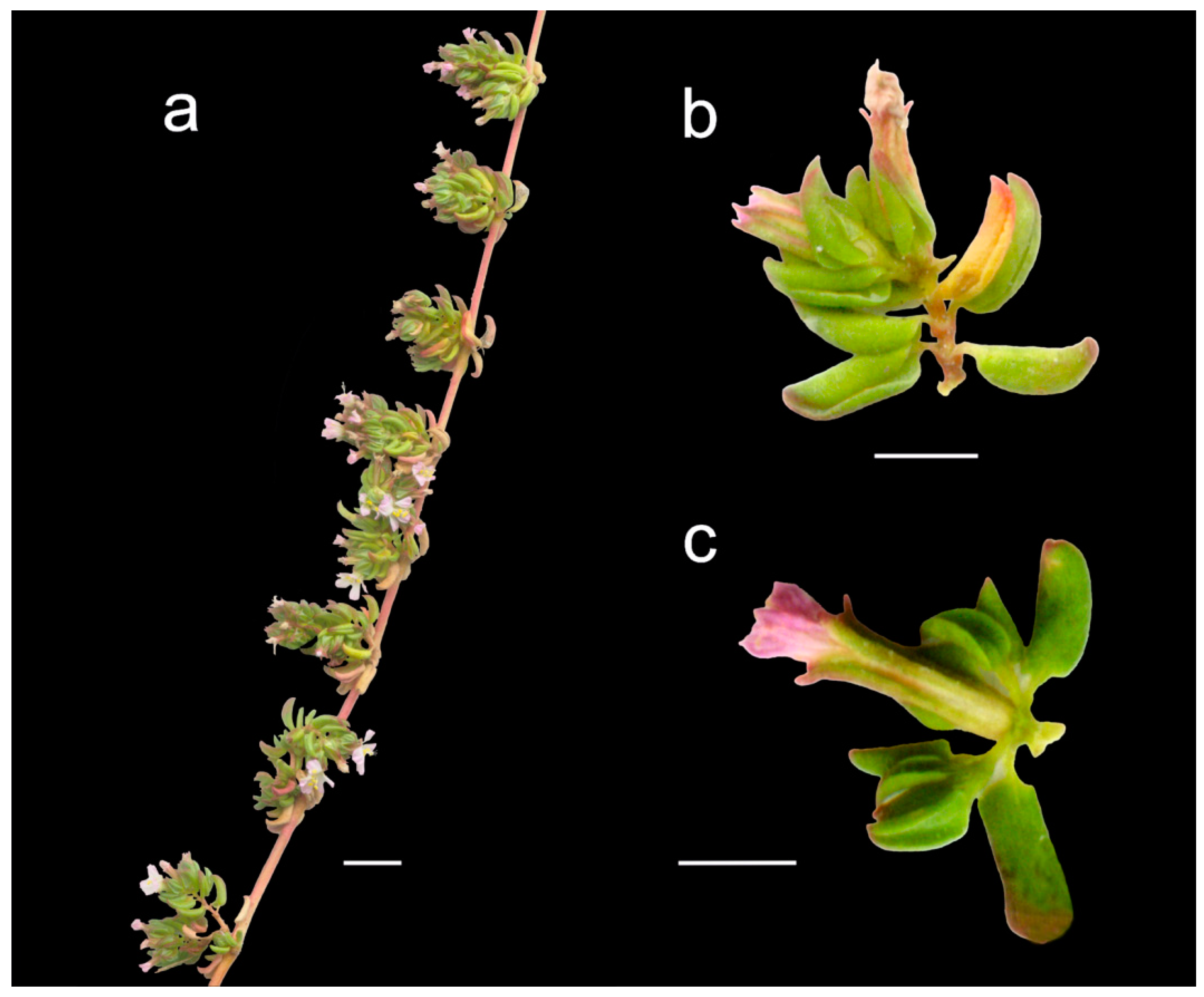 Plants 12 02630 g005