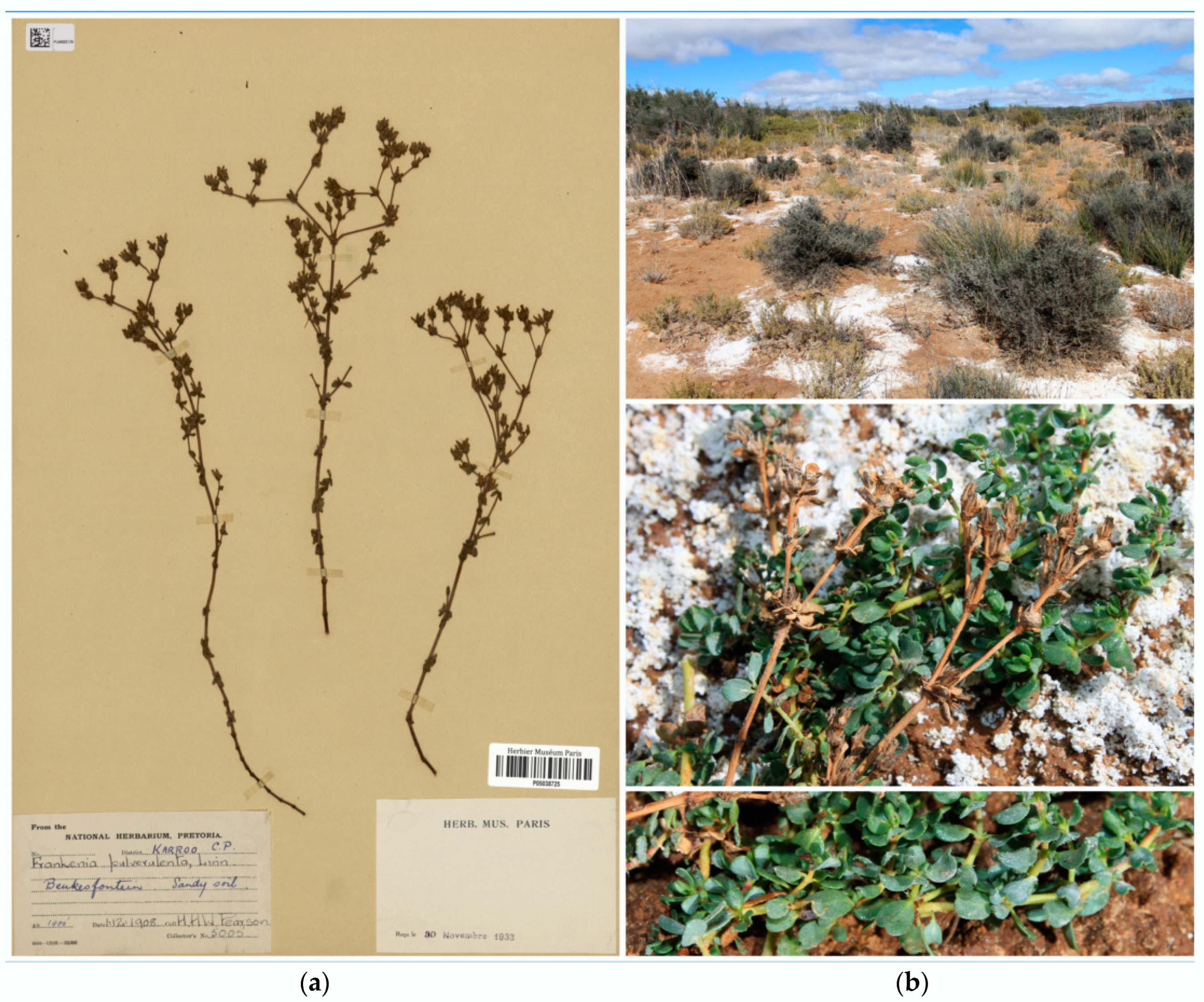 Plants 12 02630 g006