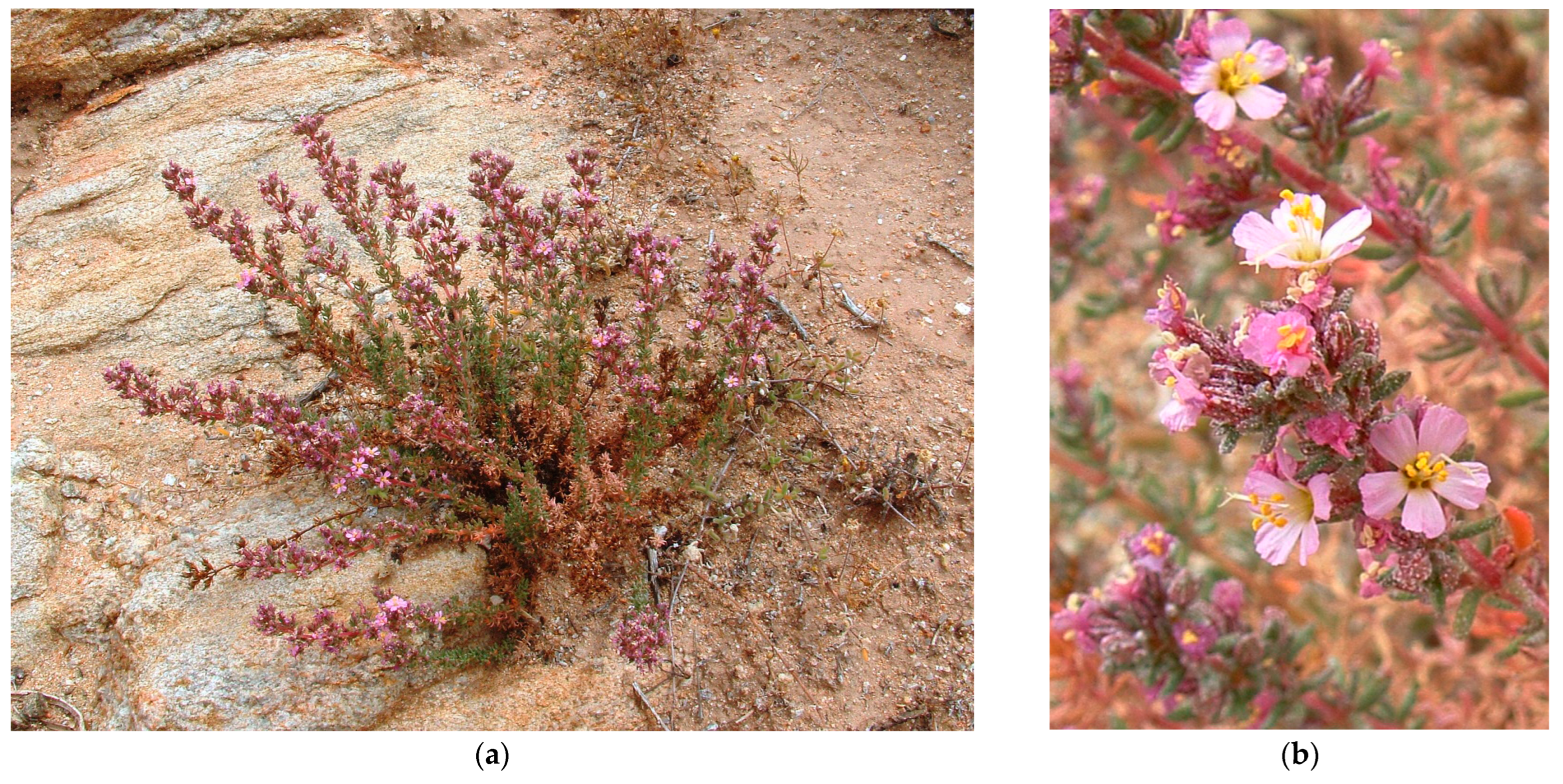 Plants 12 02630 g007