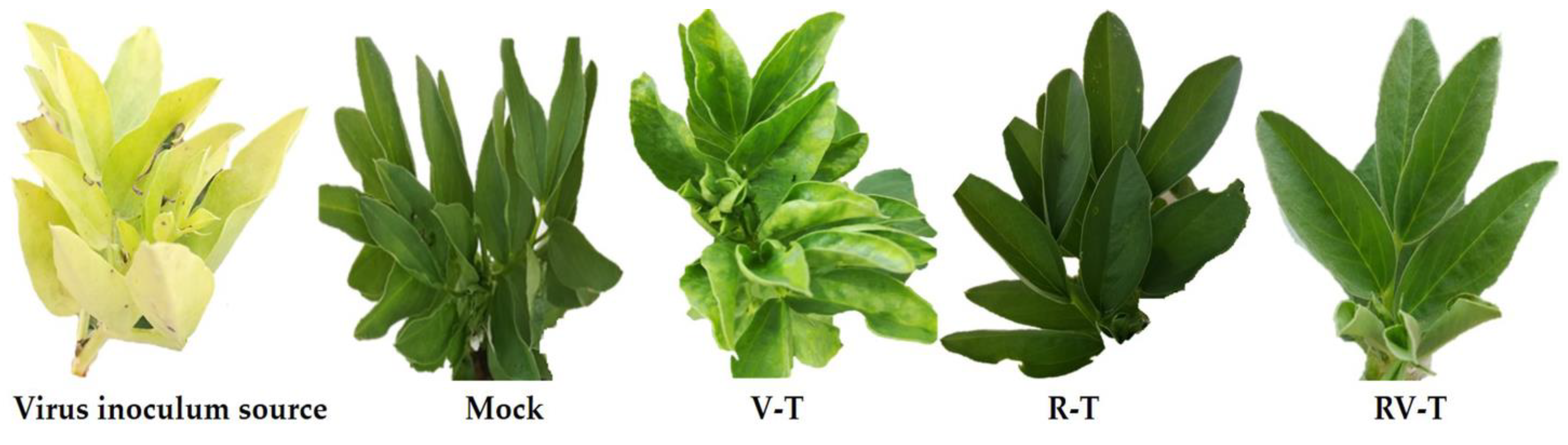 Plants 12 02658 g001