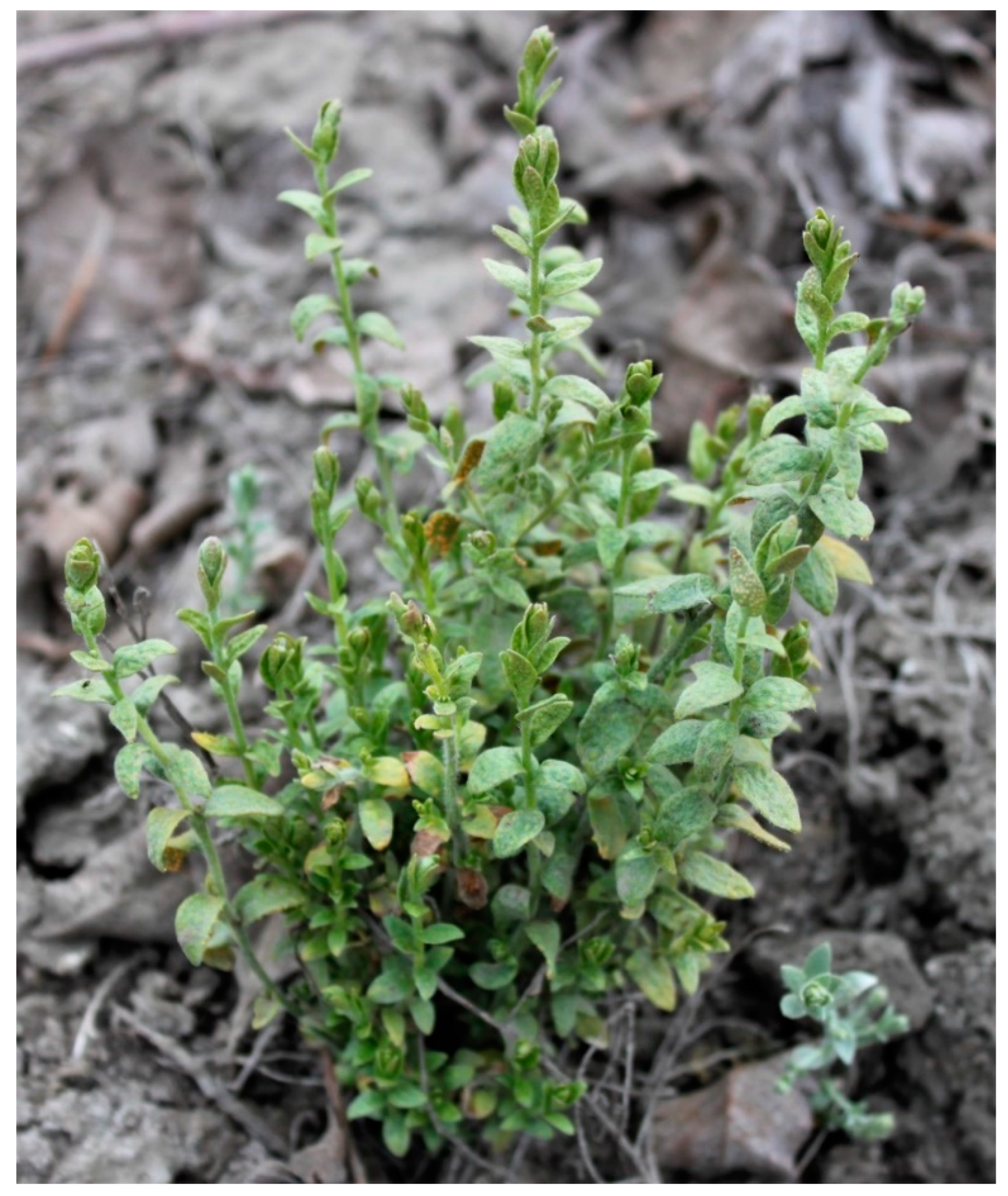 Plants 12 02679 g001 Plants 12 02679 g001